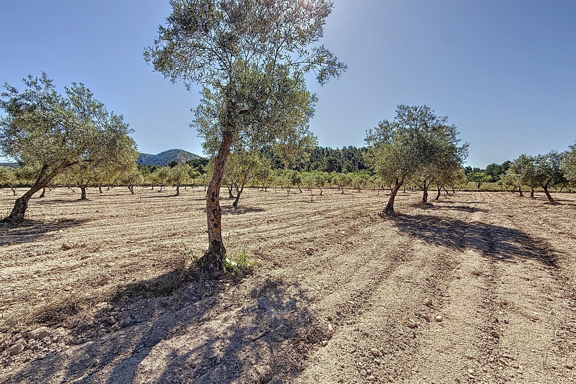 Resale - Plot / Land - Biar - Comunidad valenciana