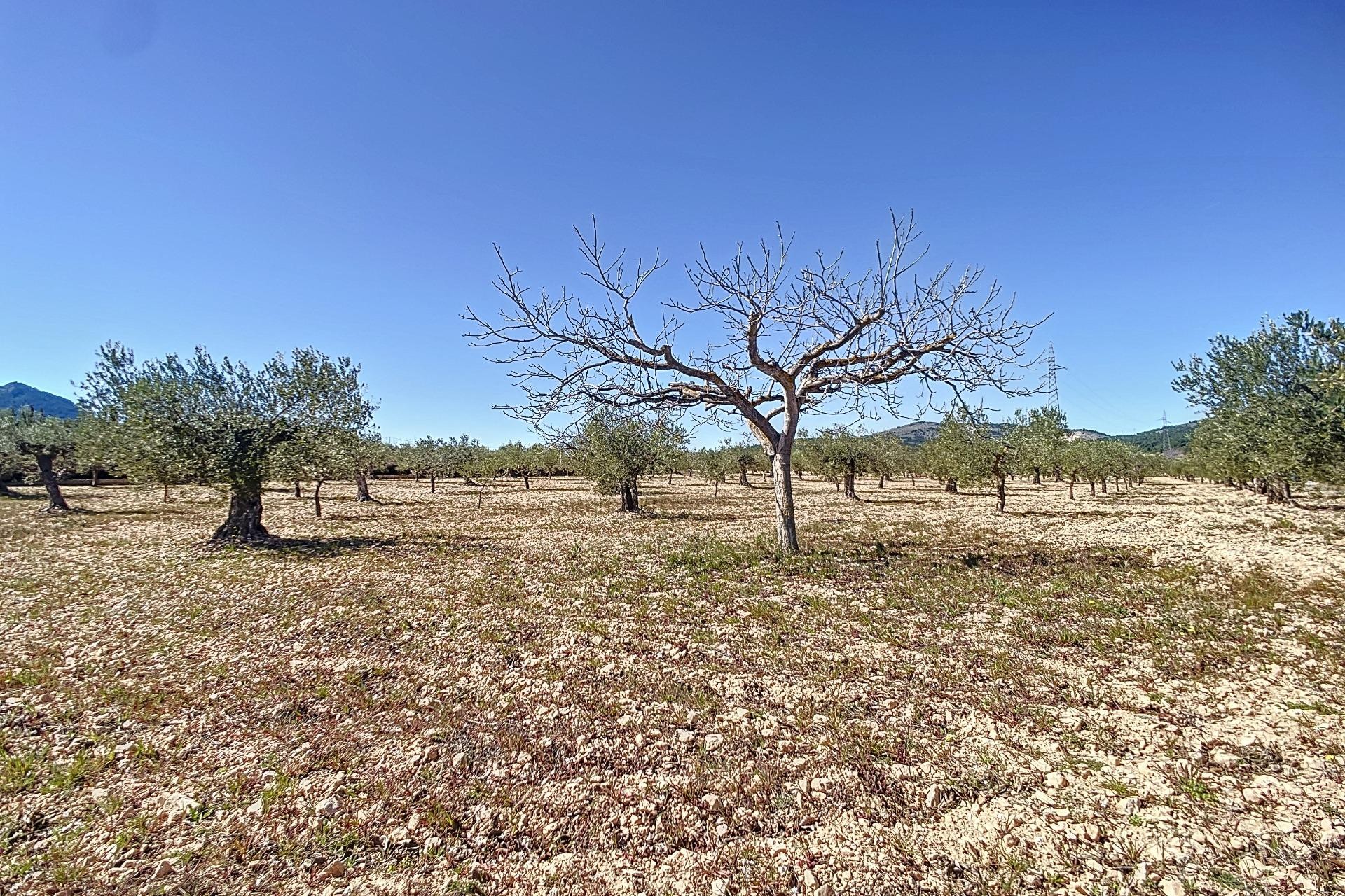 Resale - Plot / Land - Castalla - Comunidad valenciana