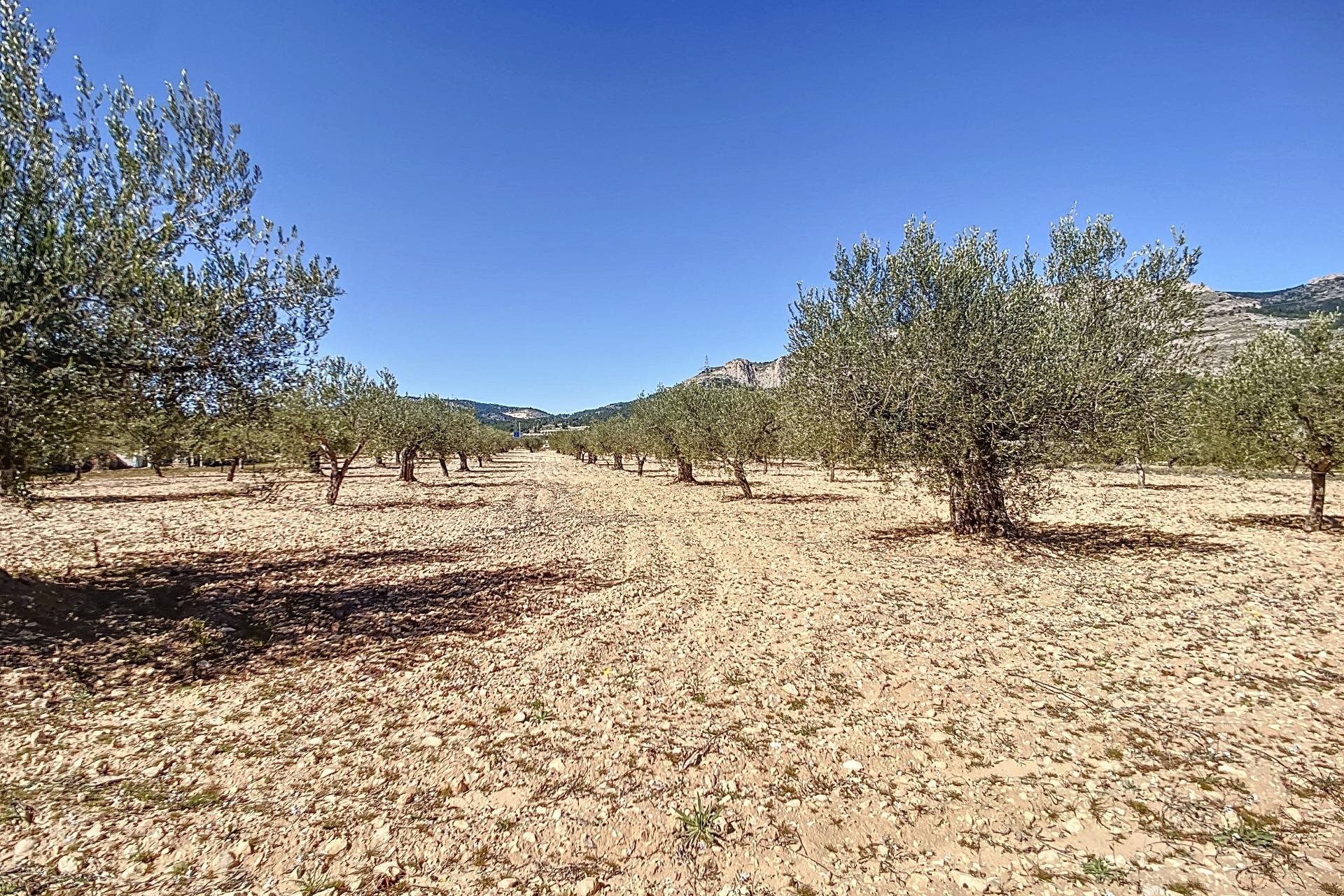 Resale - Plot / Land - Castalla - Comunidad valenciana