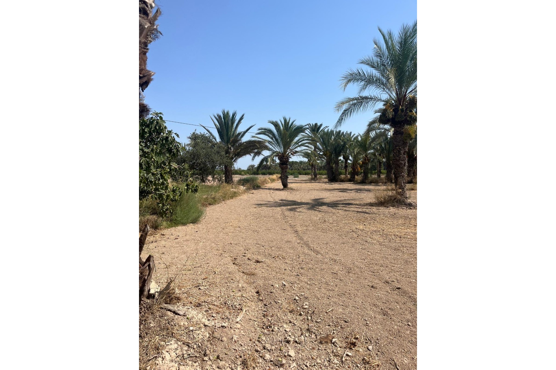 Resale - Plot / Land - Elche Pedanías - Algoda-Matola-Llano de San José