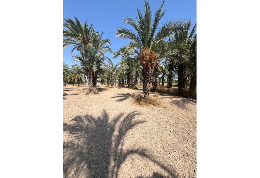 Resale - Plot / Land - Elche Pedanías - Algoda-Matola-Llano de San José