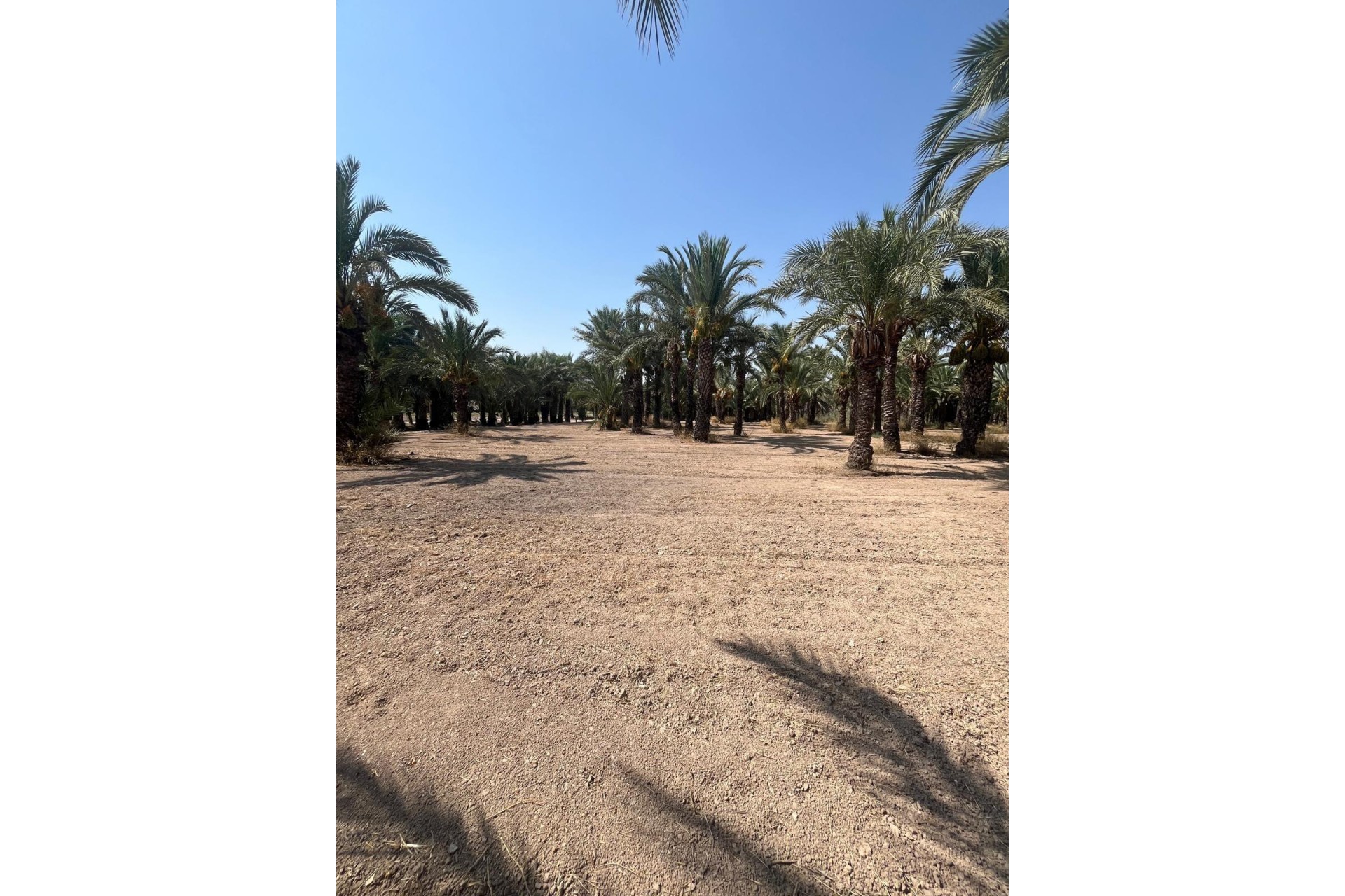 Resale - Plot / Land - Elche Pedanías - Algoda-Matola-Llano de San José