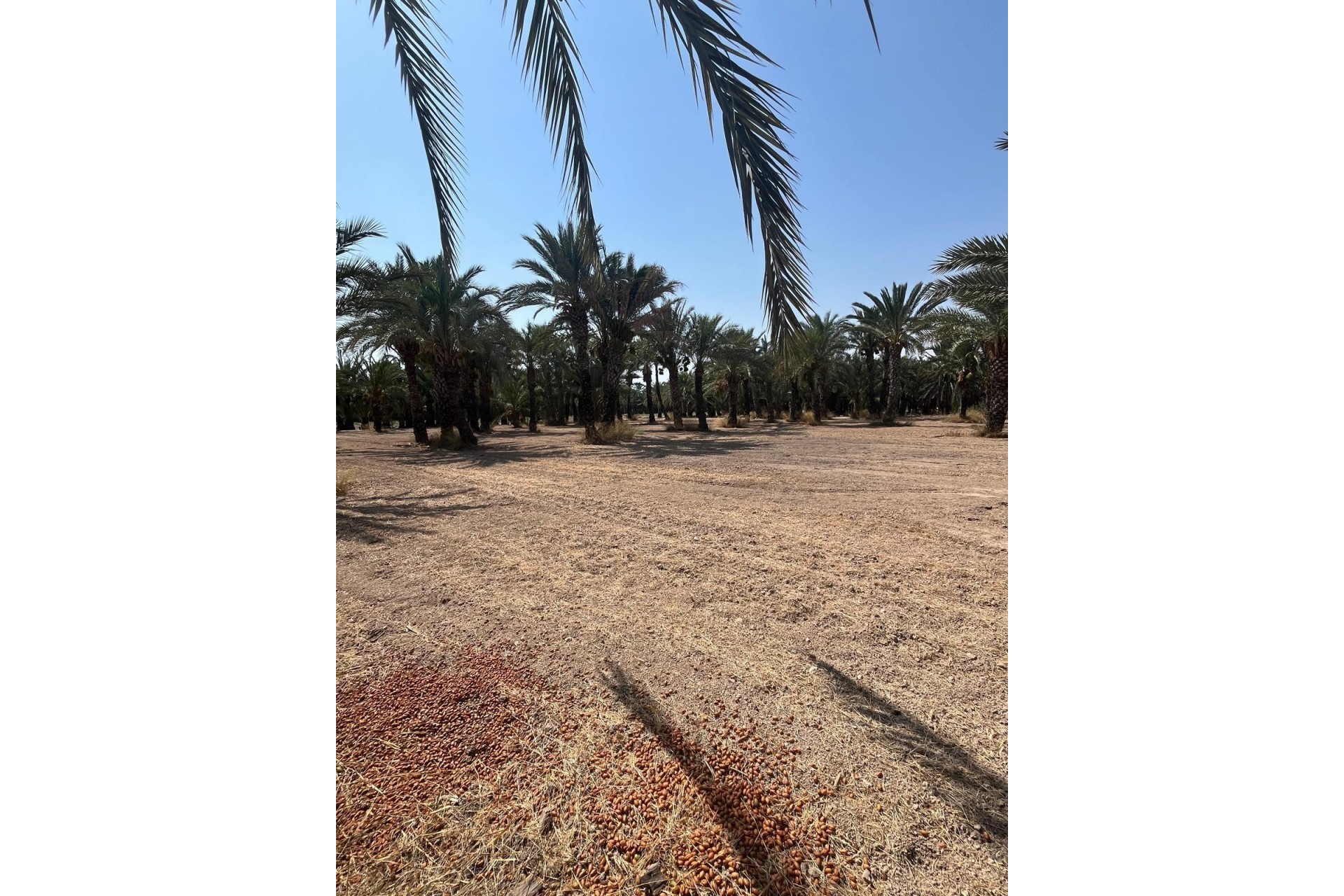 Resale - Plot / Land - Elche Pedanías - Algoda-Matola-Llano de San José