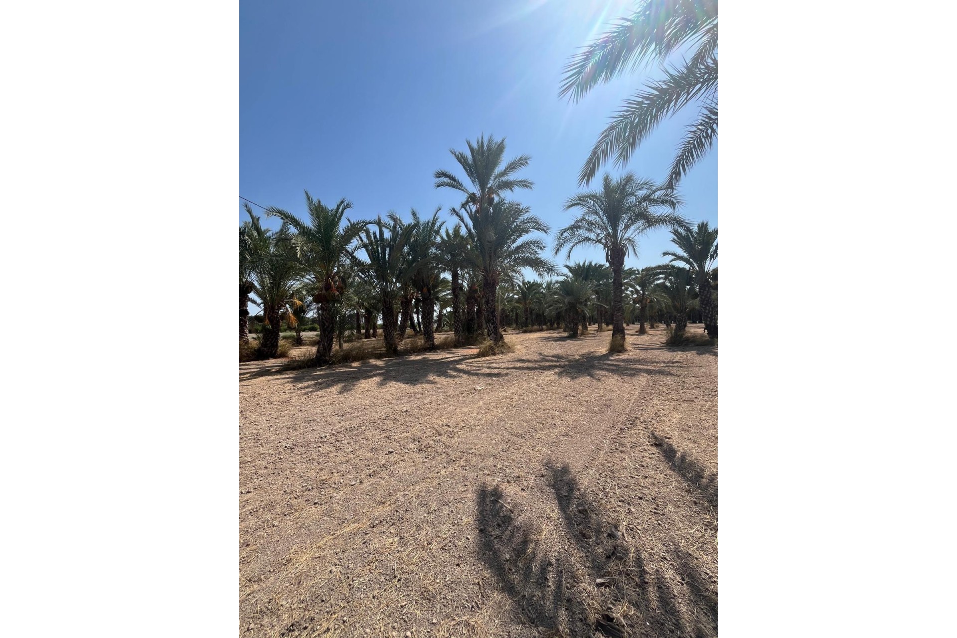 Resale - Plot / Land - Elche Pedanías - Algoda-Matola-Llano de San José