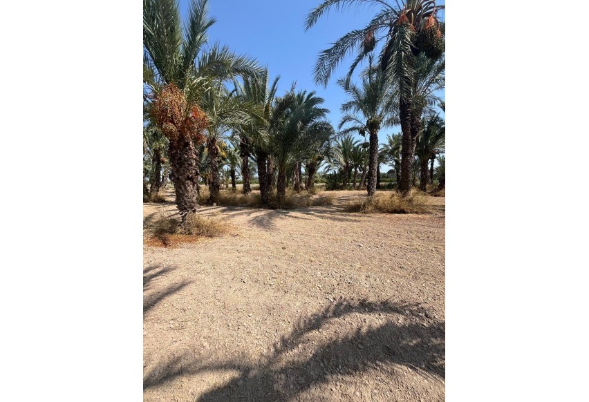 Resale - Plot / Land - Elche Pedanías - Algoda