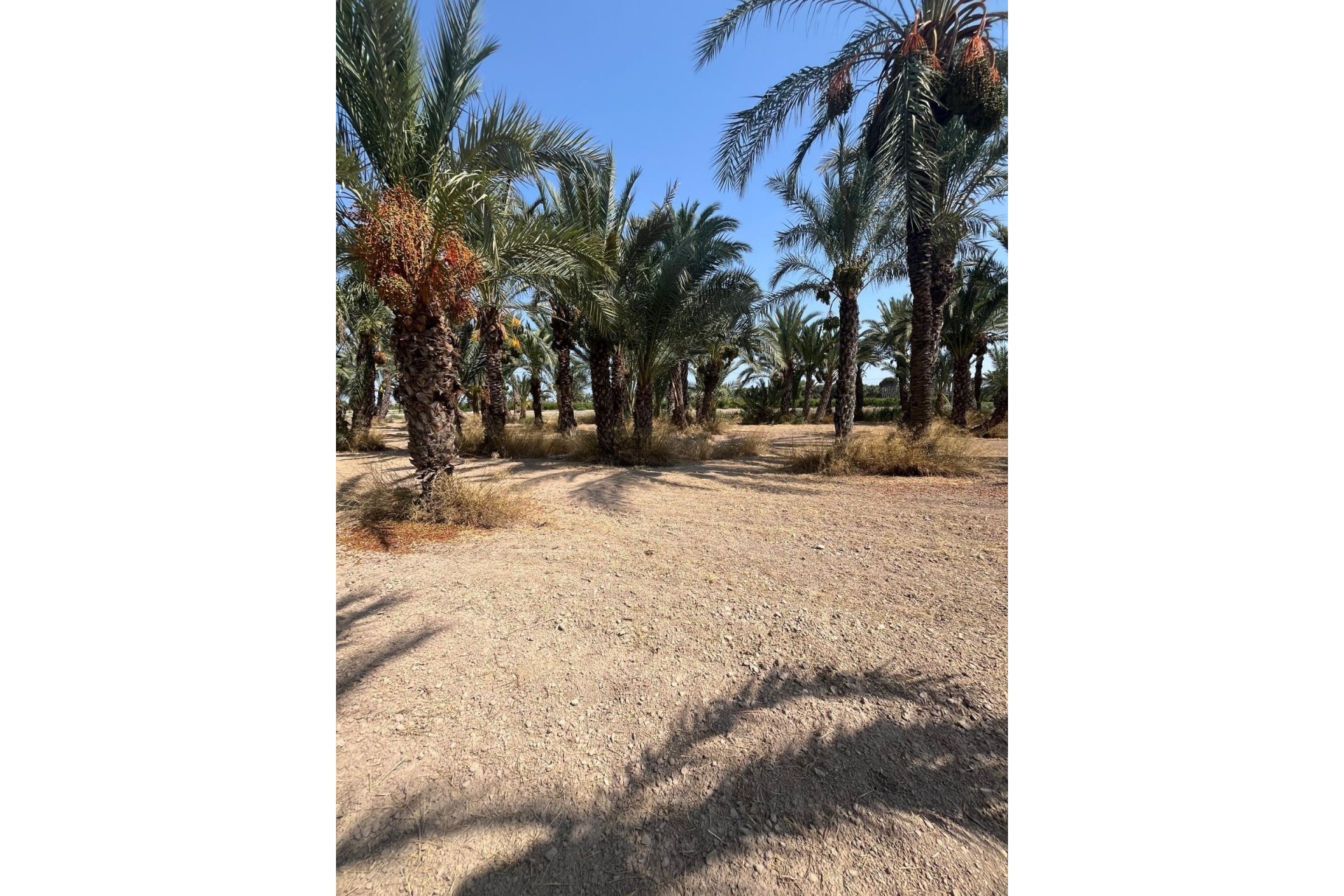 Resale - Plot / Land - Elche Pedanías - Algoda