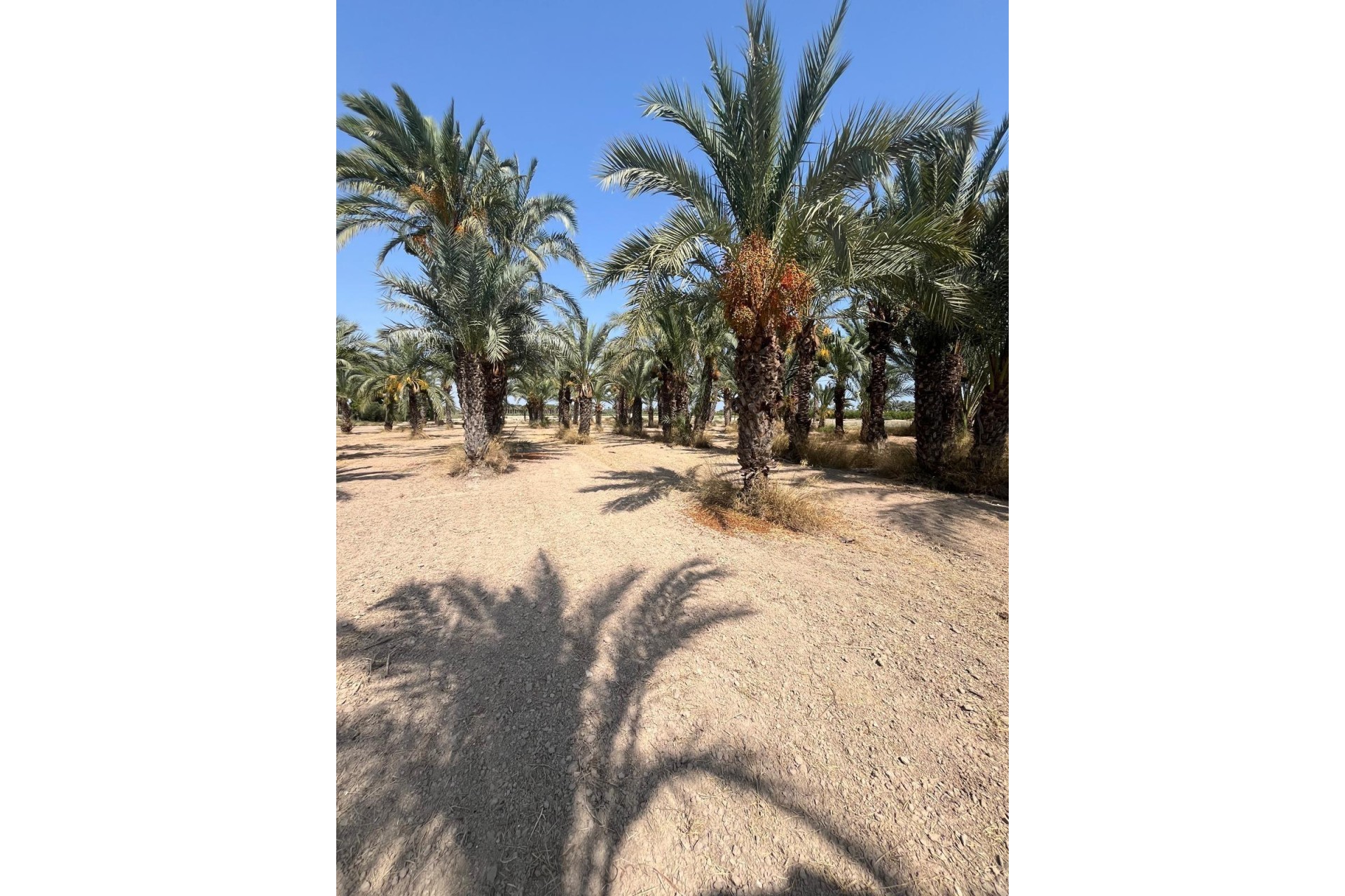 Resale - Plot / Land - Elche Pedanías - Algoda