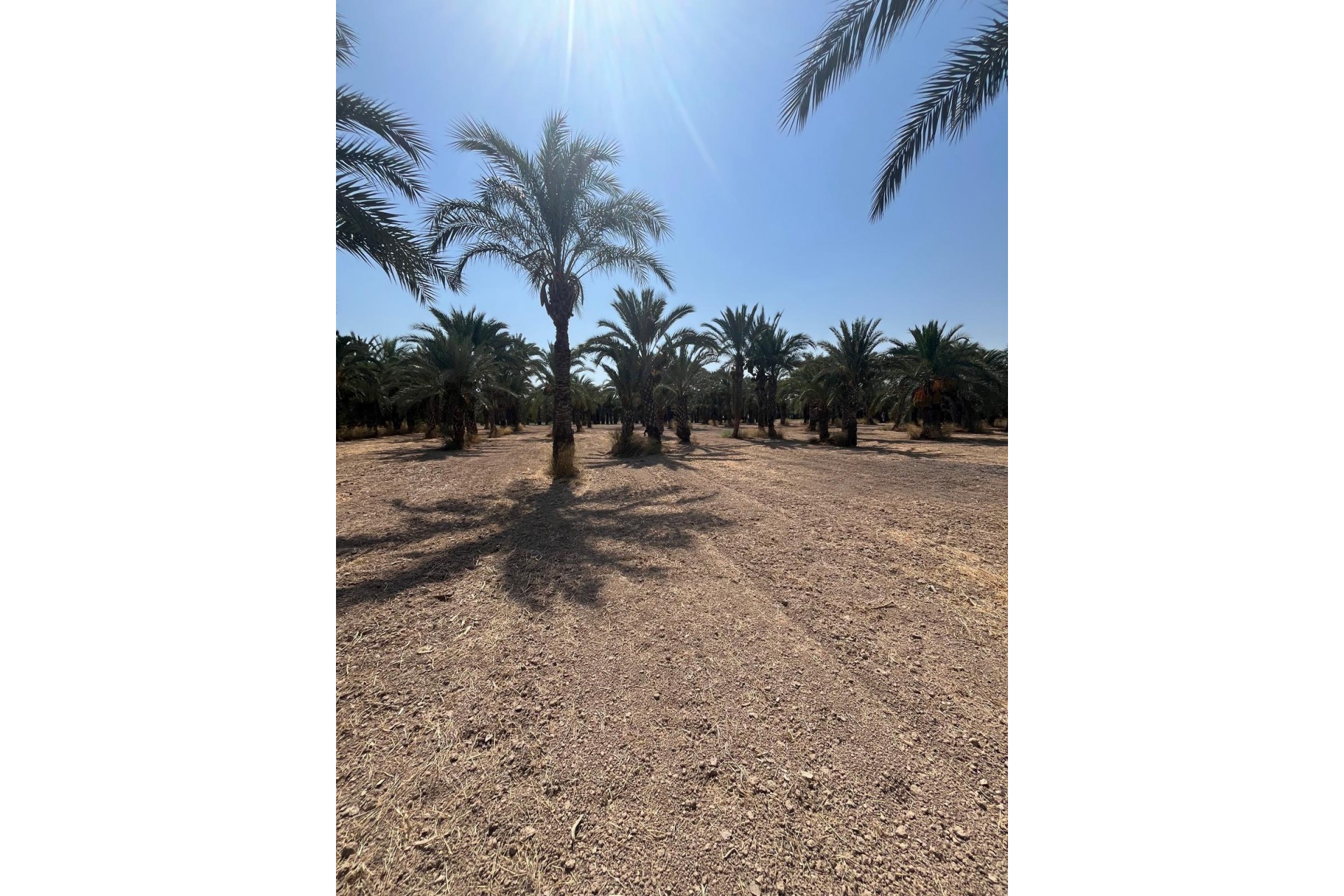 Resale - Plot / Land - Elche Pedanías - Algoda