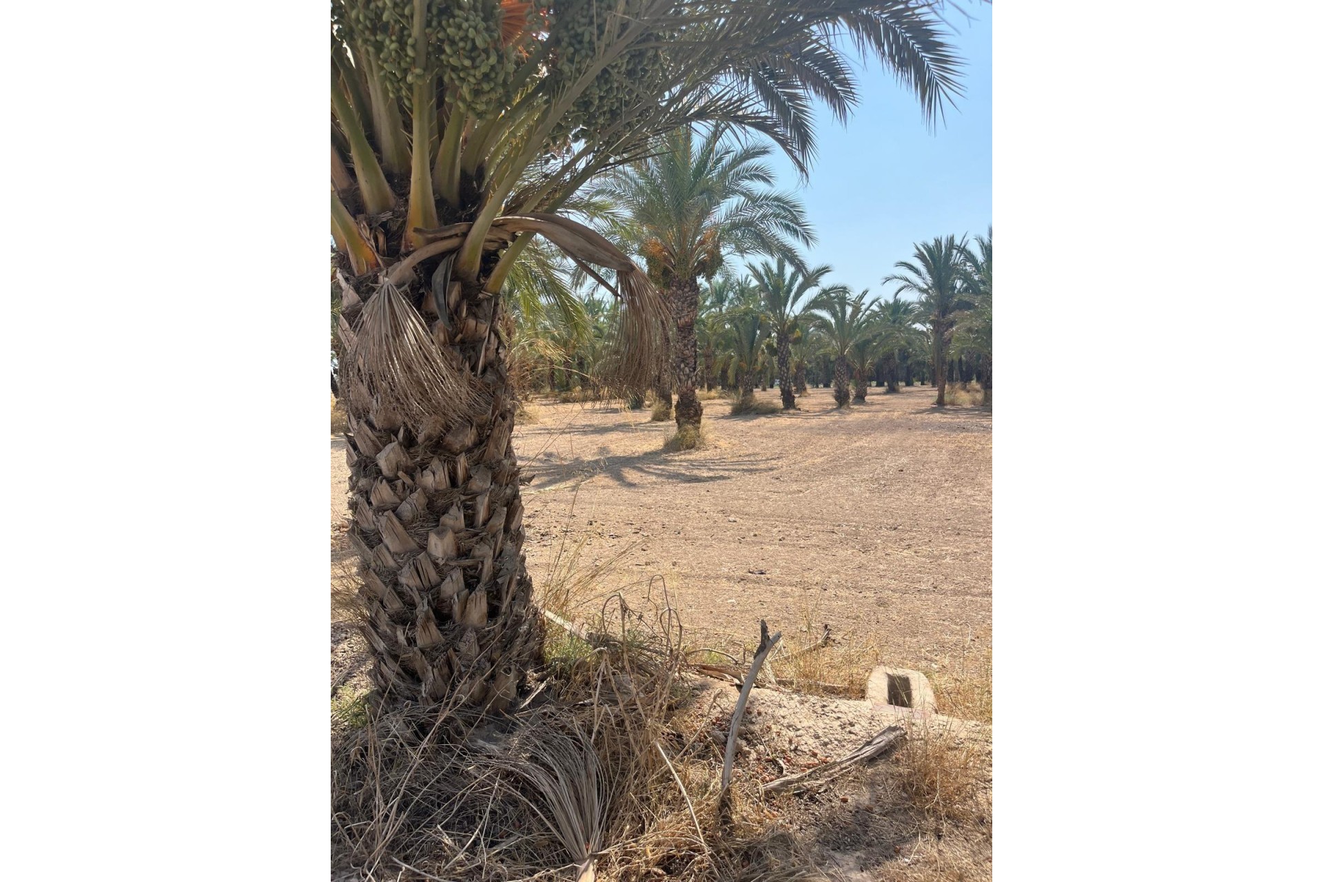 Resale - Plot / Land - Elche Pedanías - Algoda