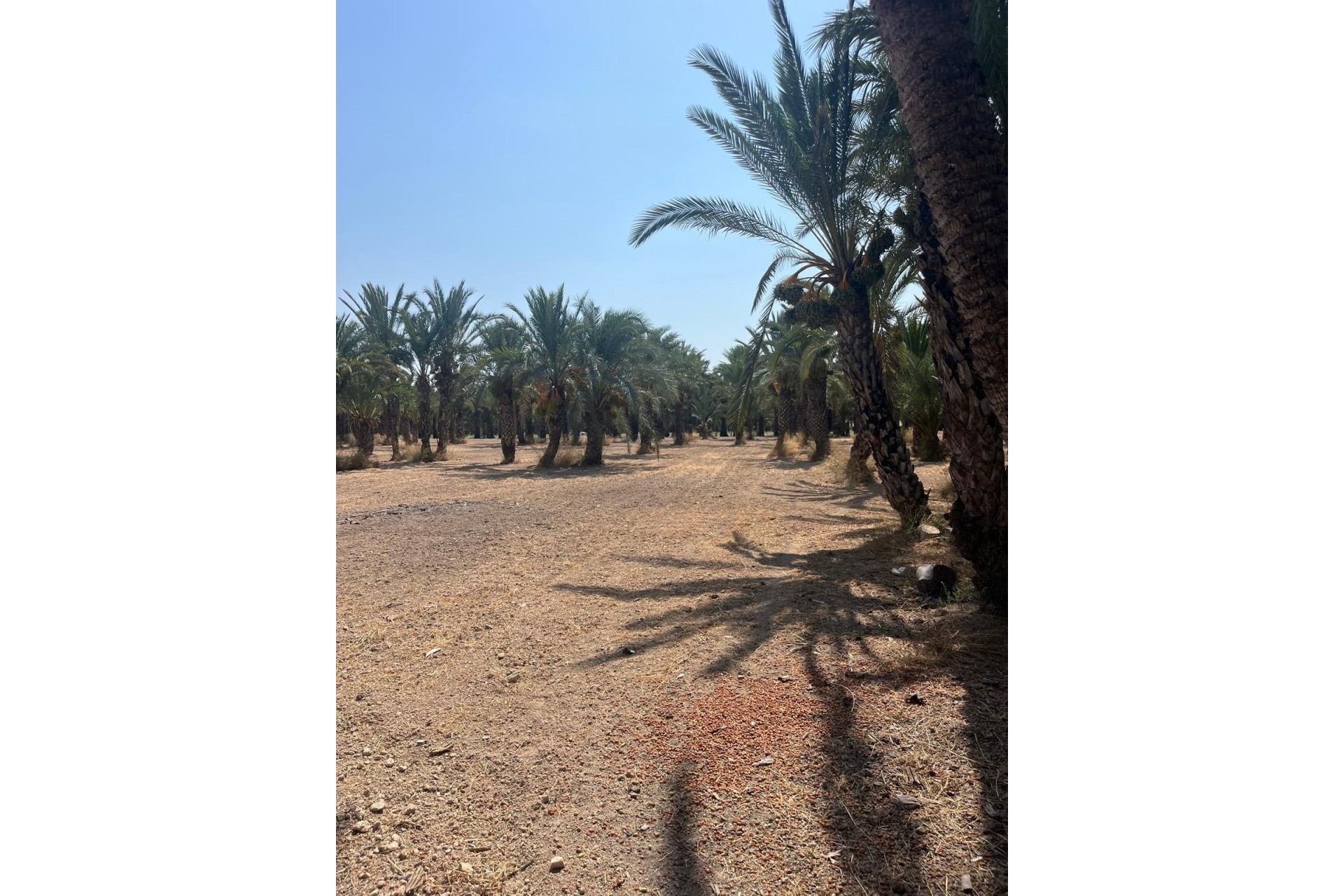 Resale - Plot / Land - Elche Pedanías - Algoda