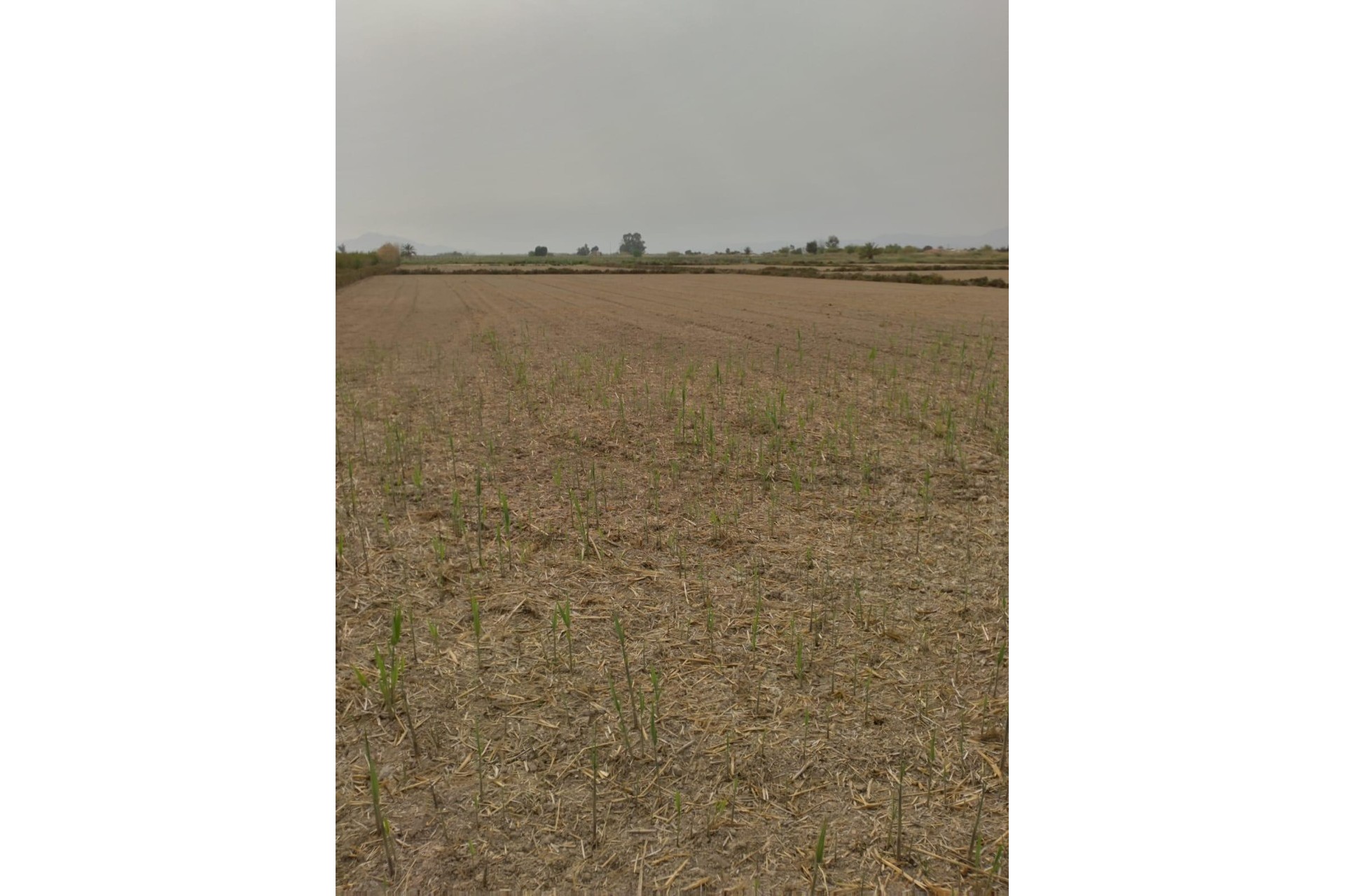 Resale - Plot / Land - Elche Pedanías - La Hoya-Daimes-El Derramador