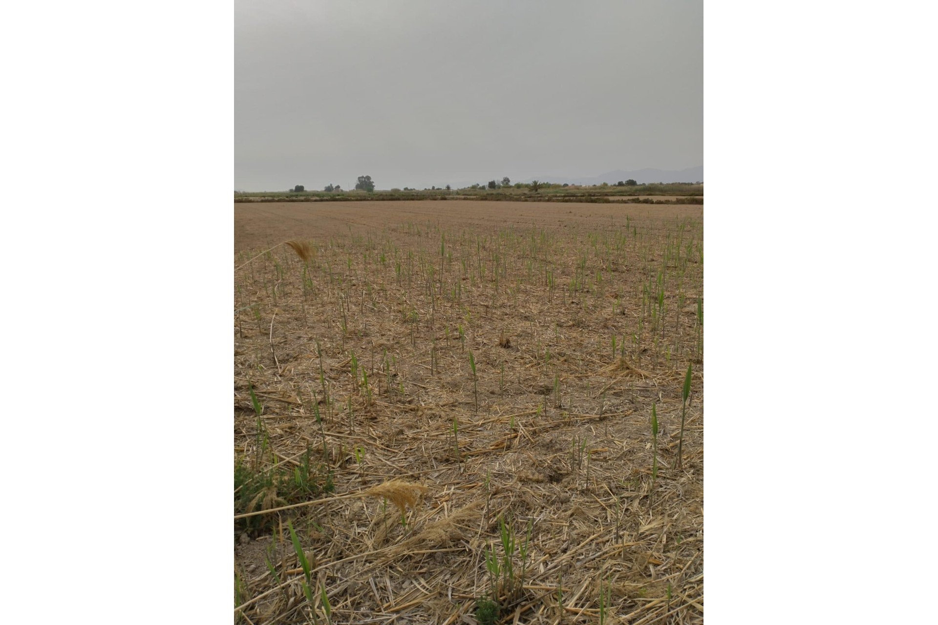 Resale - Plot / Land - Elche Pedanías - La Hoya-Daimes-El Derramador
