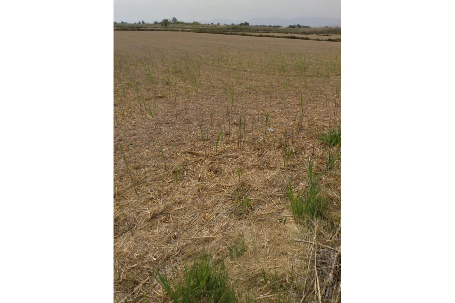 Resale - Plot / Land - Elche Pedanías - La Hoya-Daimes-El Derramador