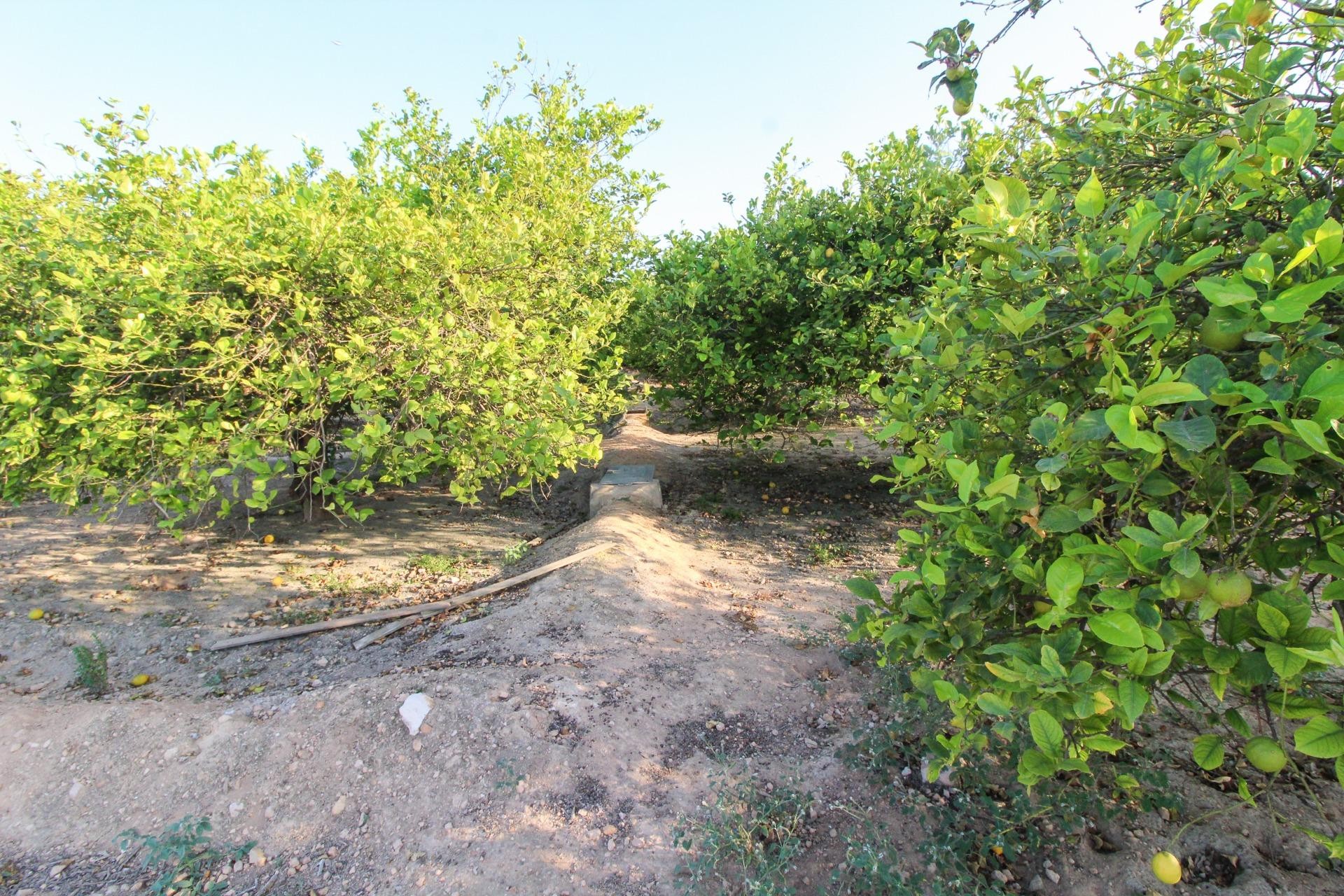 Resale - Plot / Land - Elche Pedanías - La Marina