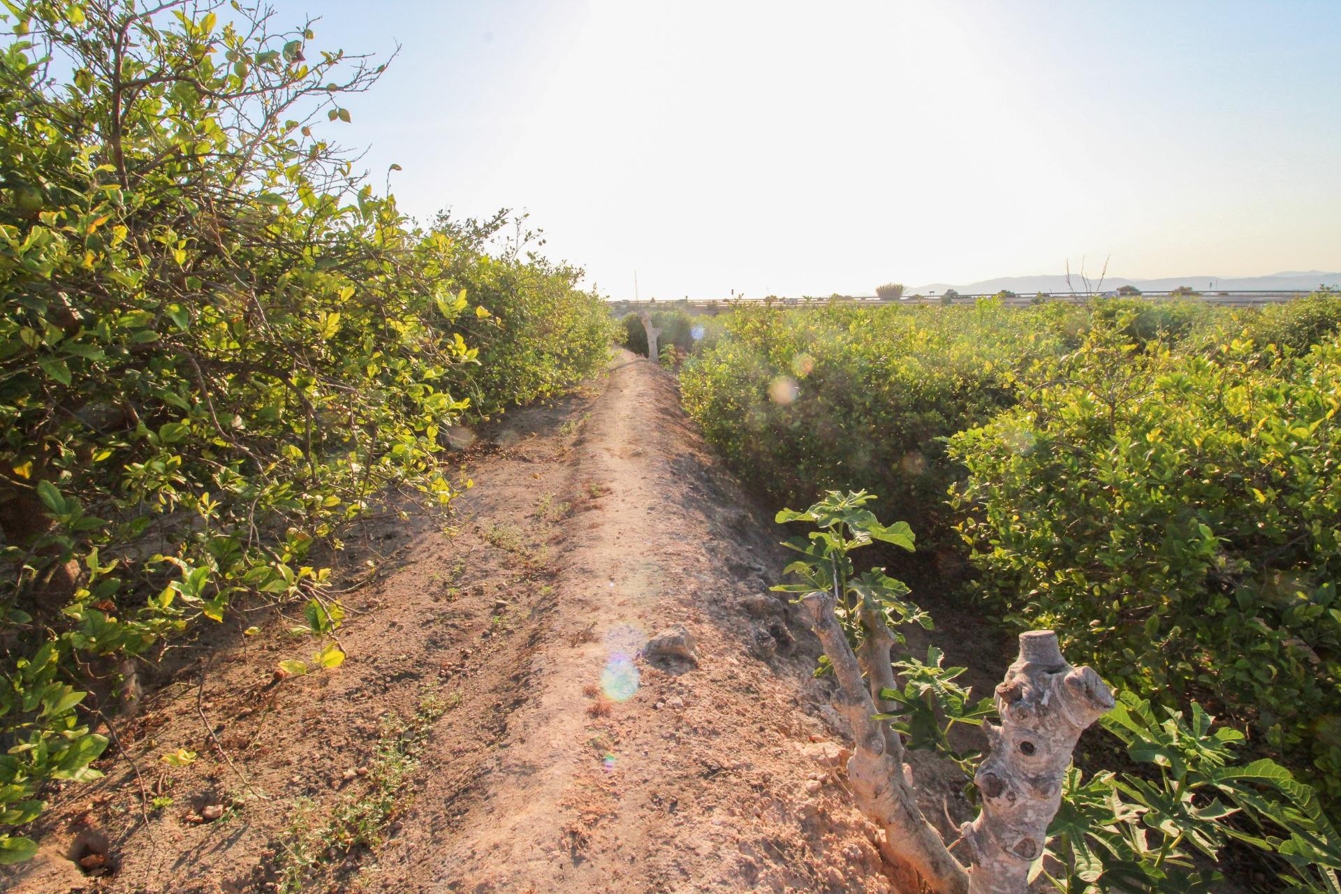 Resale - Plot / Land - Elche Pedanías - La Marina