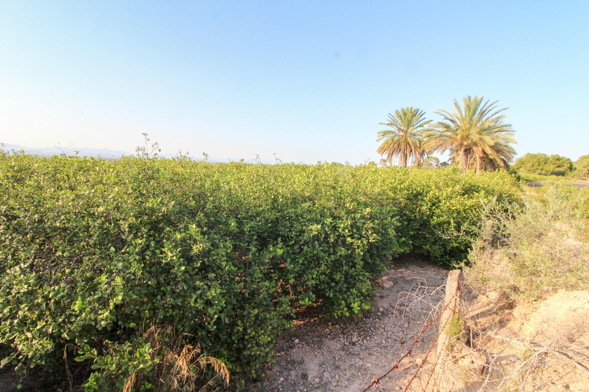 Resale - Plot / Land - Elche Pedanías - La Marina