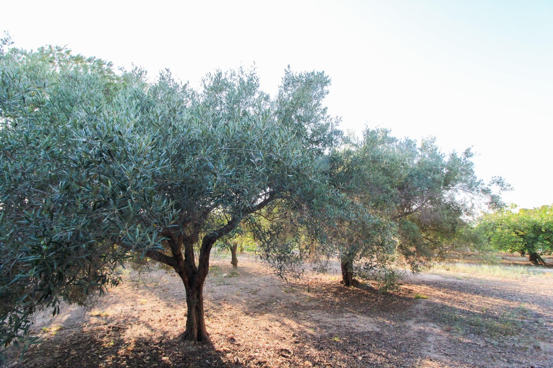 Resale - Plot / Land - Elche Pedanías - La Marina
