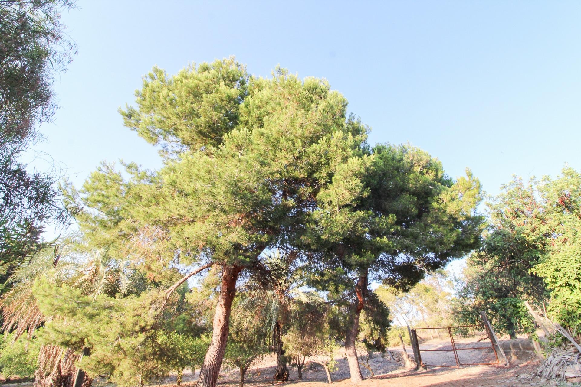 Resale - Plot / Land - Elche Pedanías - La Marina