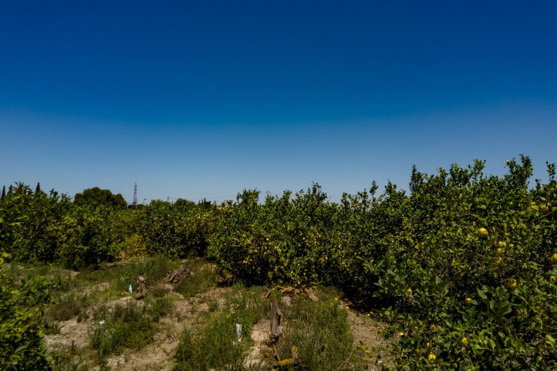 Resale - Plot / Land - Elche Pedanías - Las Bayas