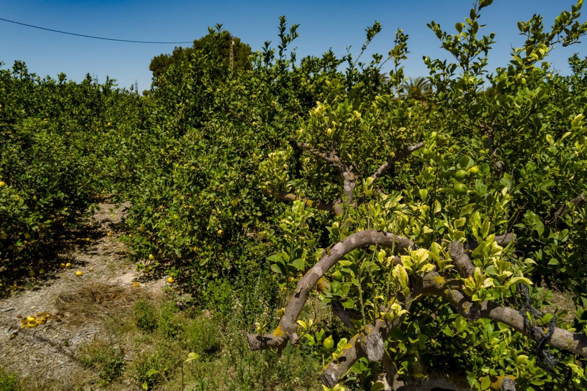 Resale - Plot / Land - Elche Pedanías - Las Bayas