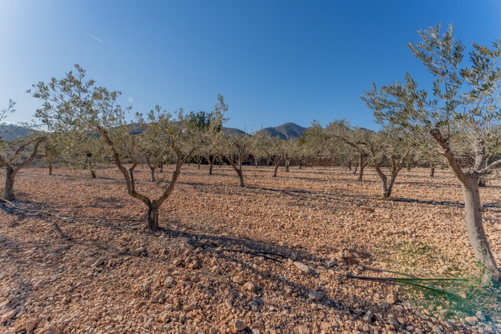 Resale - Plot / Land - Hondón de las Nieves - Comunidad valenciana