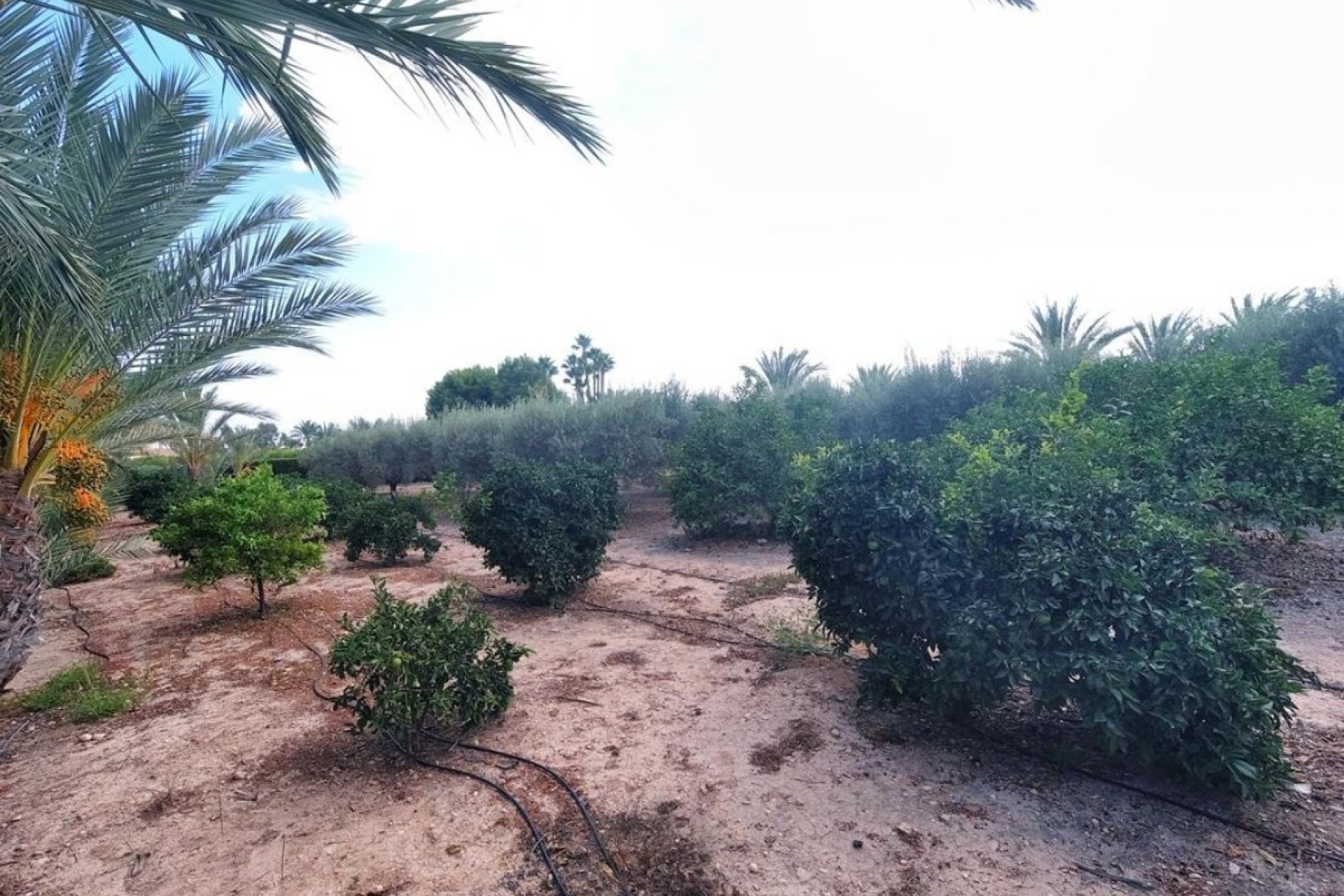 Resale - Villa - Elche Pedanías - Perleta
