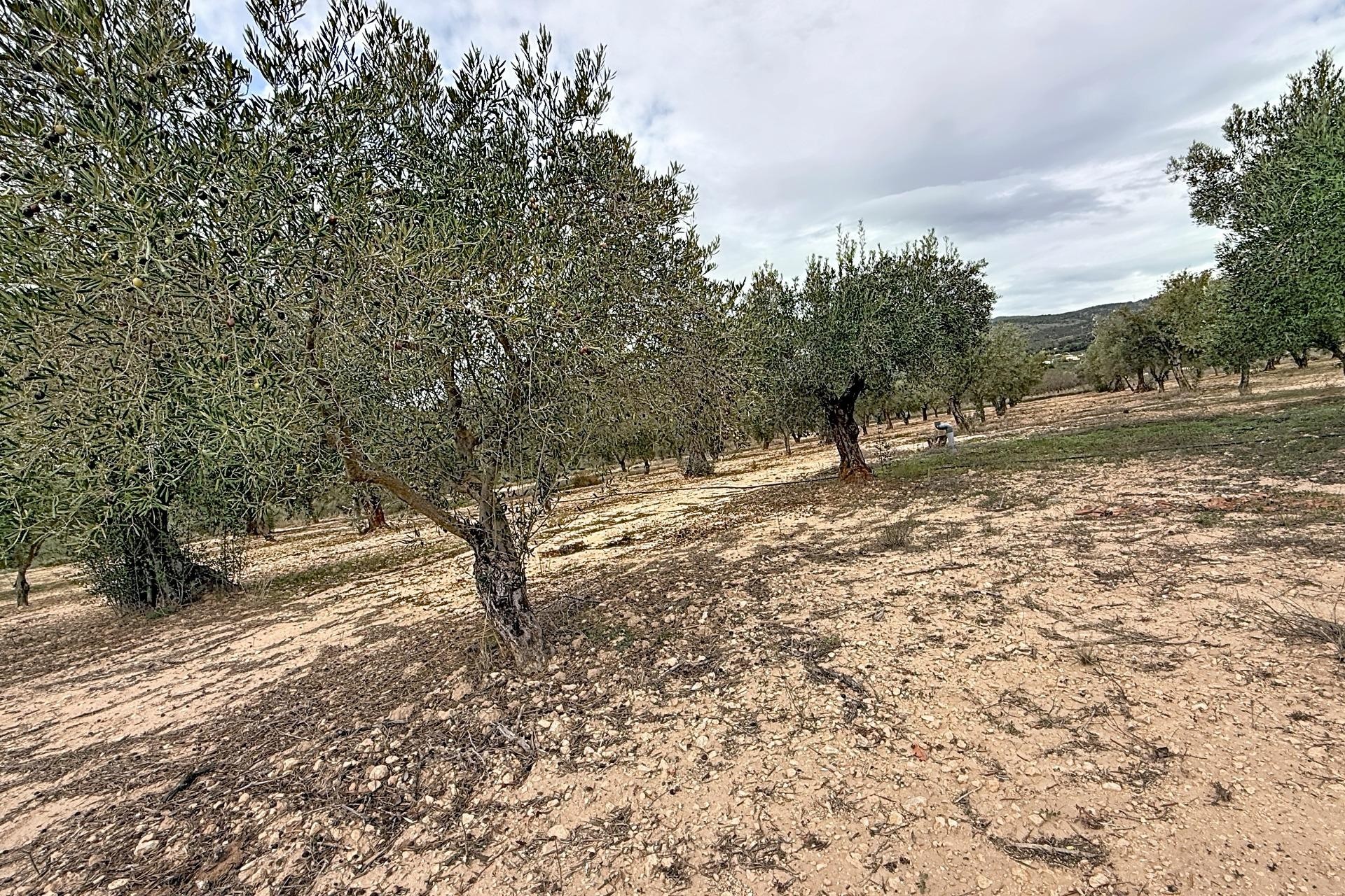 Resale - Villa - Onil - El Pla