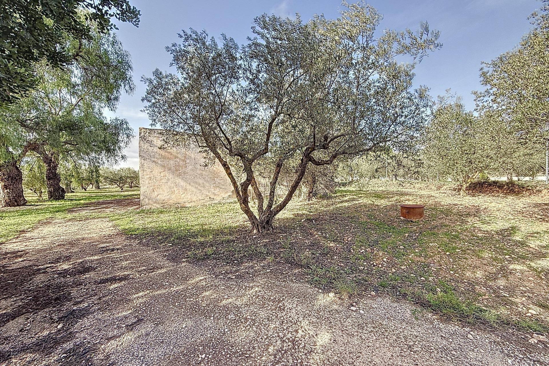 Resale - Villa - Onil - La Lloma