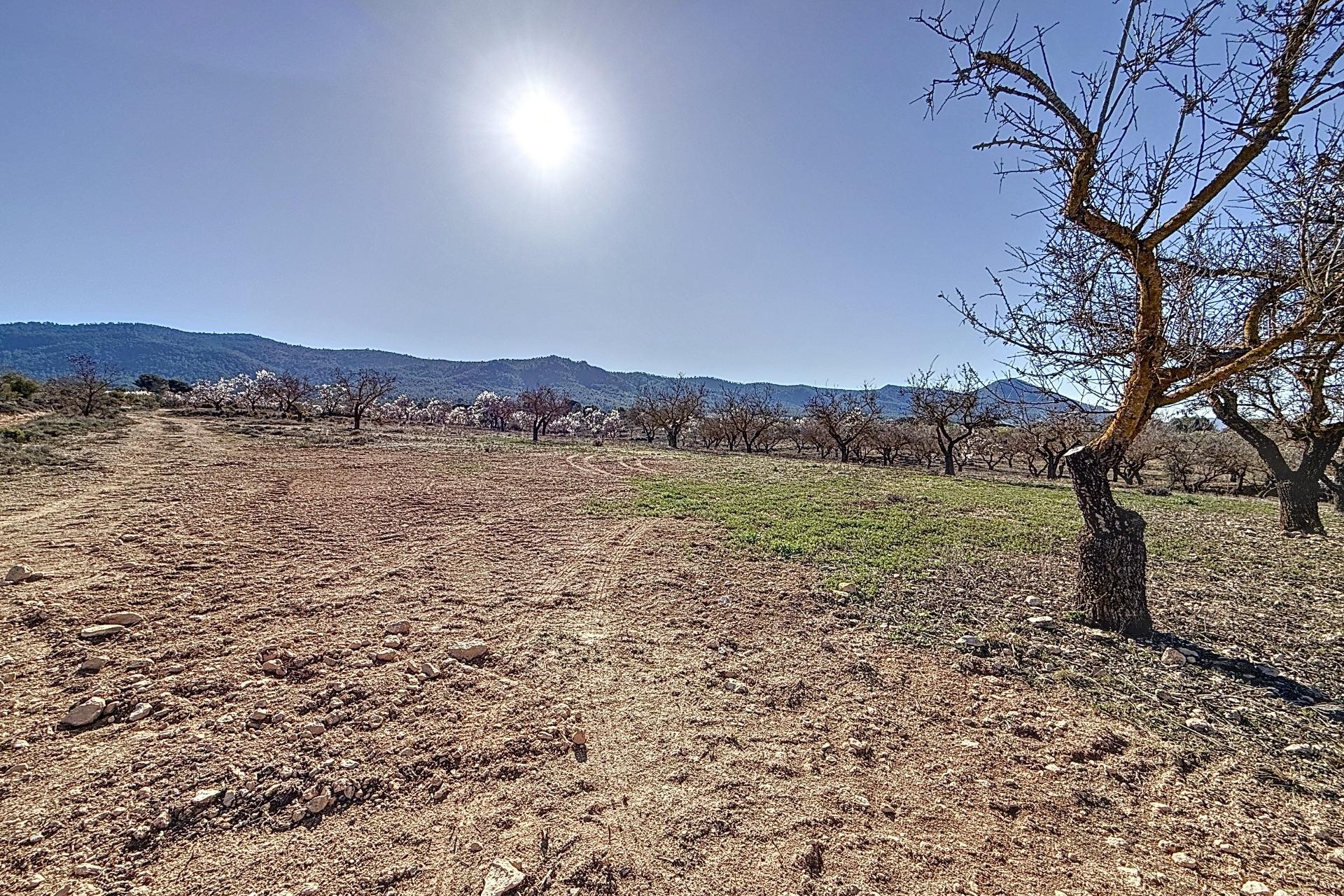 Reventa - Parcela / Terreno - Biar - Comunidad valenciana