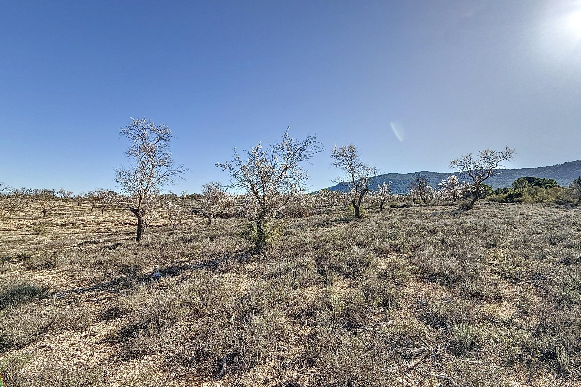 Reventa - Parcela / Terreno - Biar - Comunidad valenciana