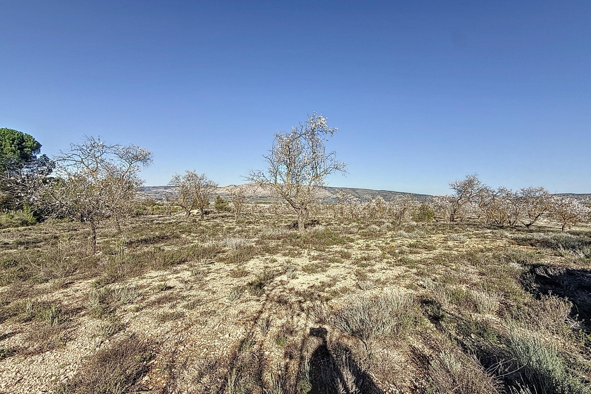 Reventa - Parcela / Terreno - Biar - Comunidad valenciana