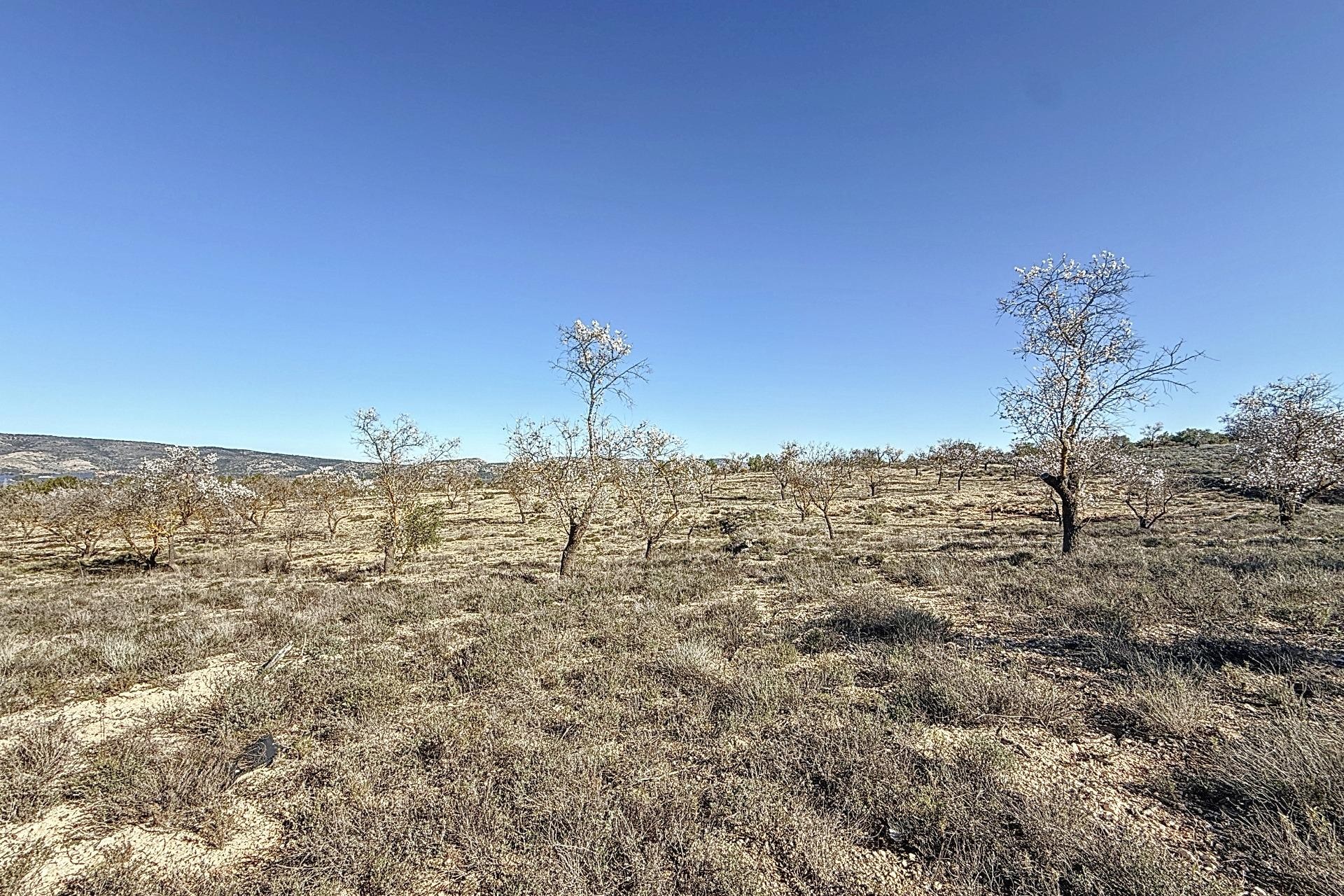 Reventa - Parcela / Terreno - Biar - Comunidad valenciana