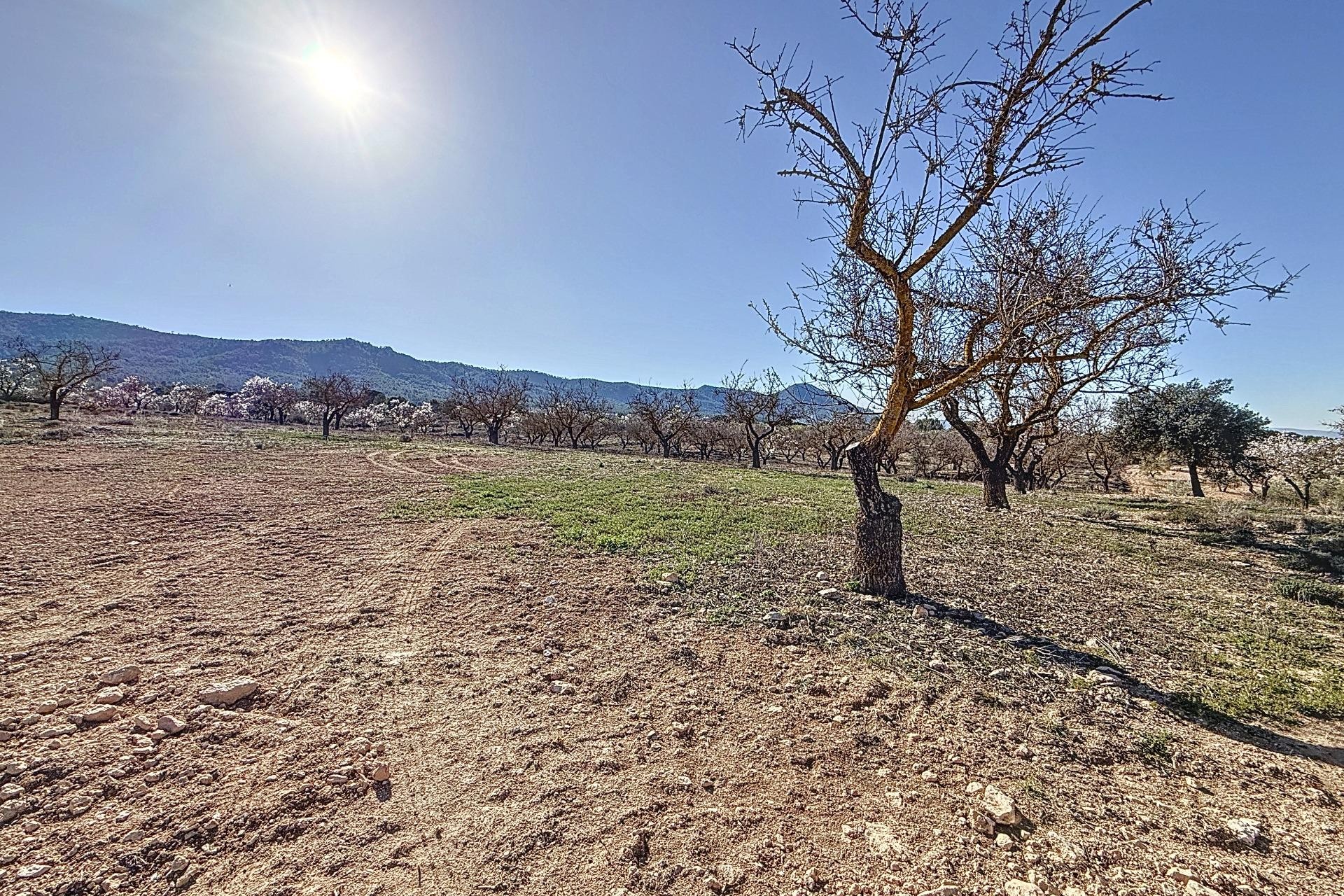 Reventa - Parcela / Terreno - Biar - Comunidad valenciana