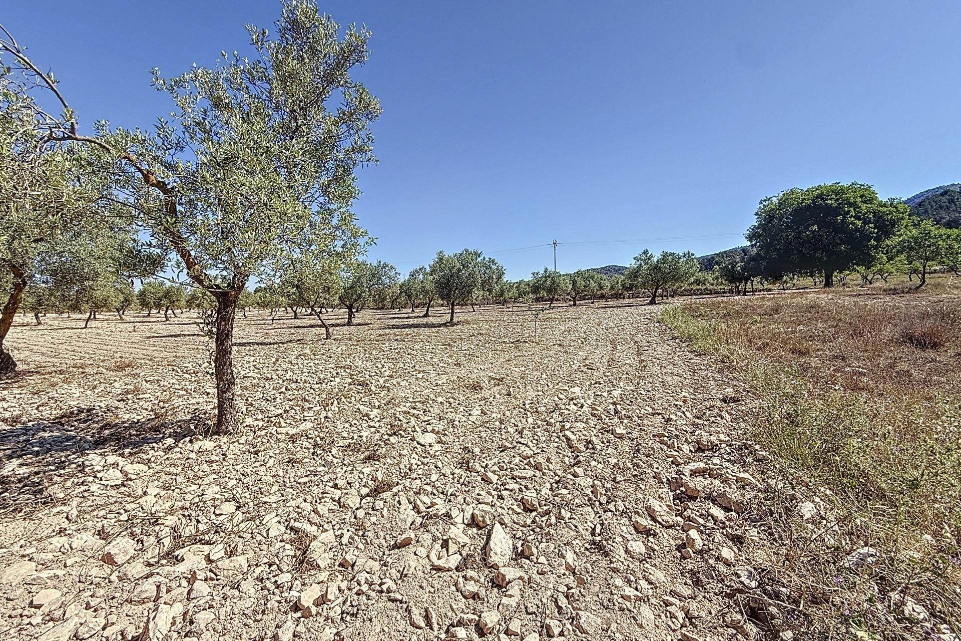 Reventa - Parcela / Terreno - Biar - Comunidad valenciana