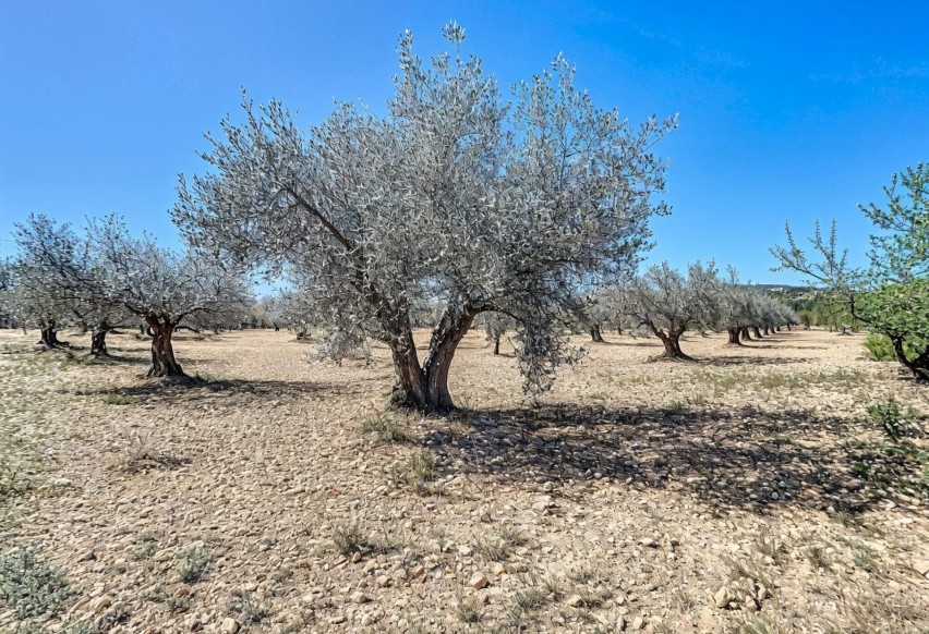 Reventa - Parcela / Terreno - Castalla - Ginets