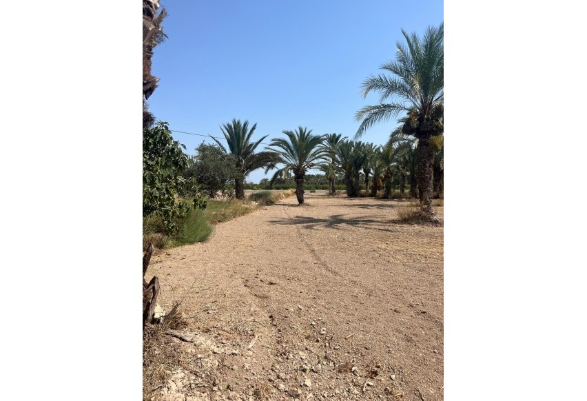 Reventa - Parcela / Terreno - Elche Pedanías - Algoda