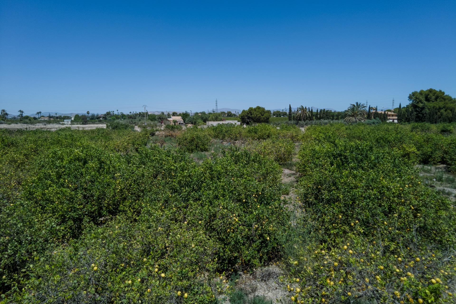Reventa - Parcela / Terreno - Elche Pedanías - Las Bayas