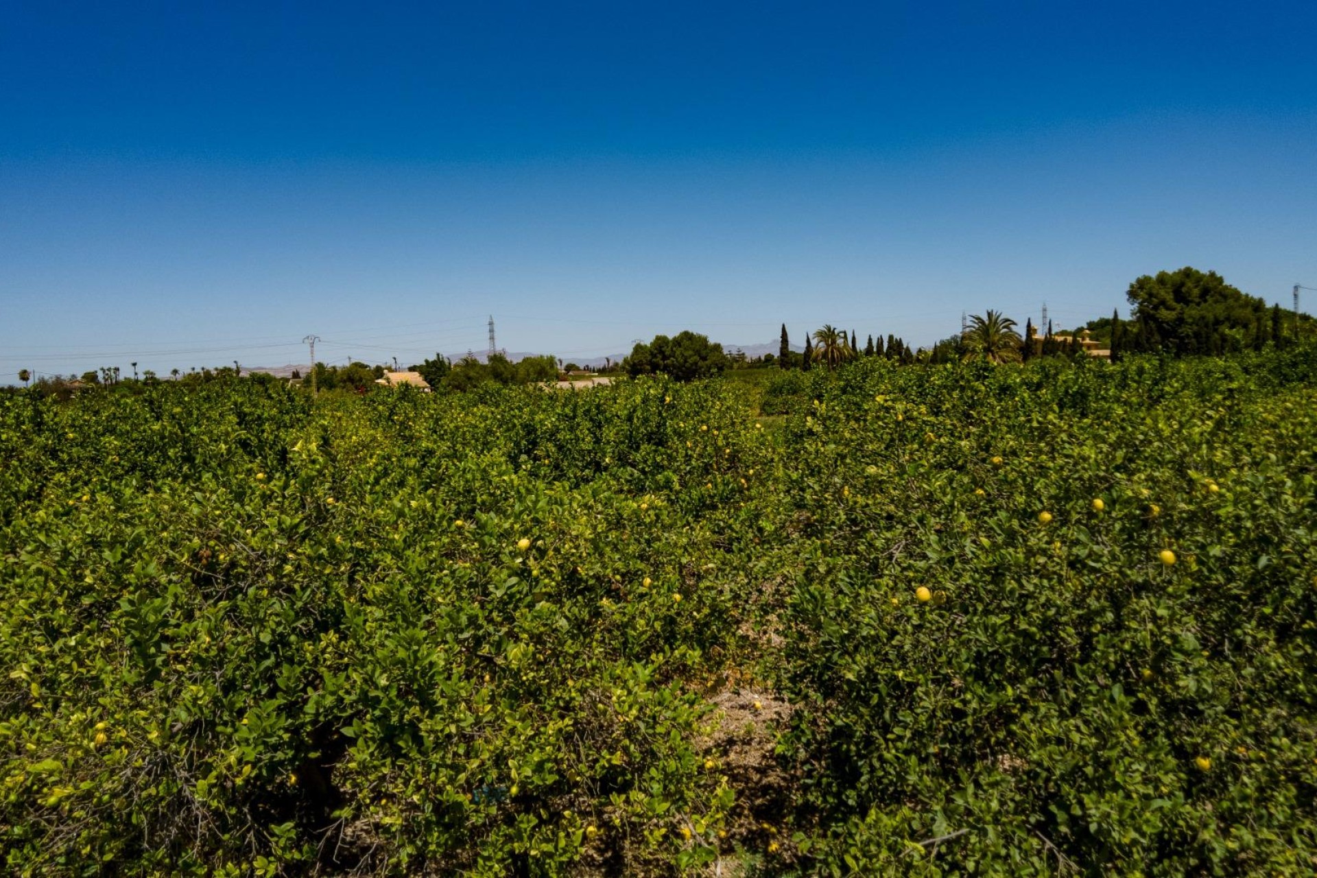 Reventa - Parcela / Terreno - Elche Pedanías - Las Bayas