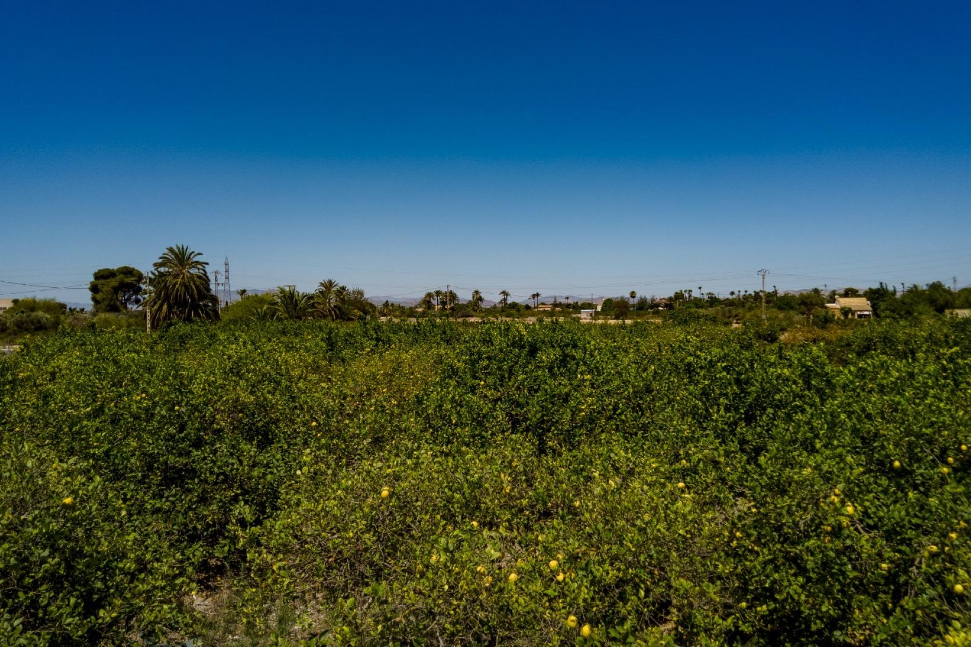 Reventa - Parcela / Terreno - Elche Pedanías - Las Bayas