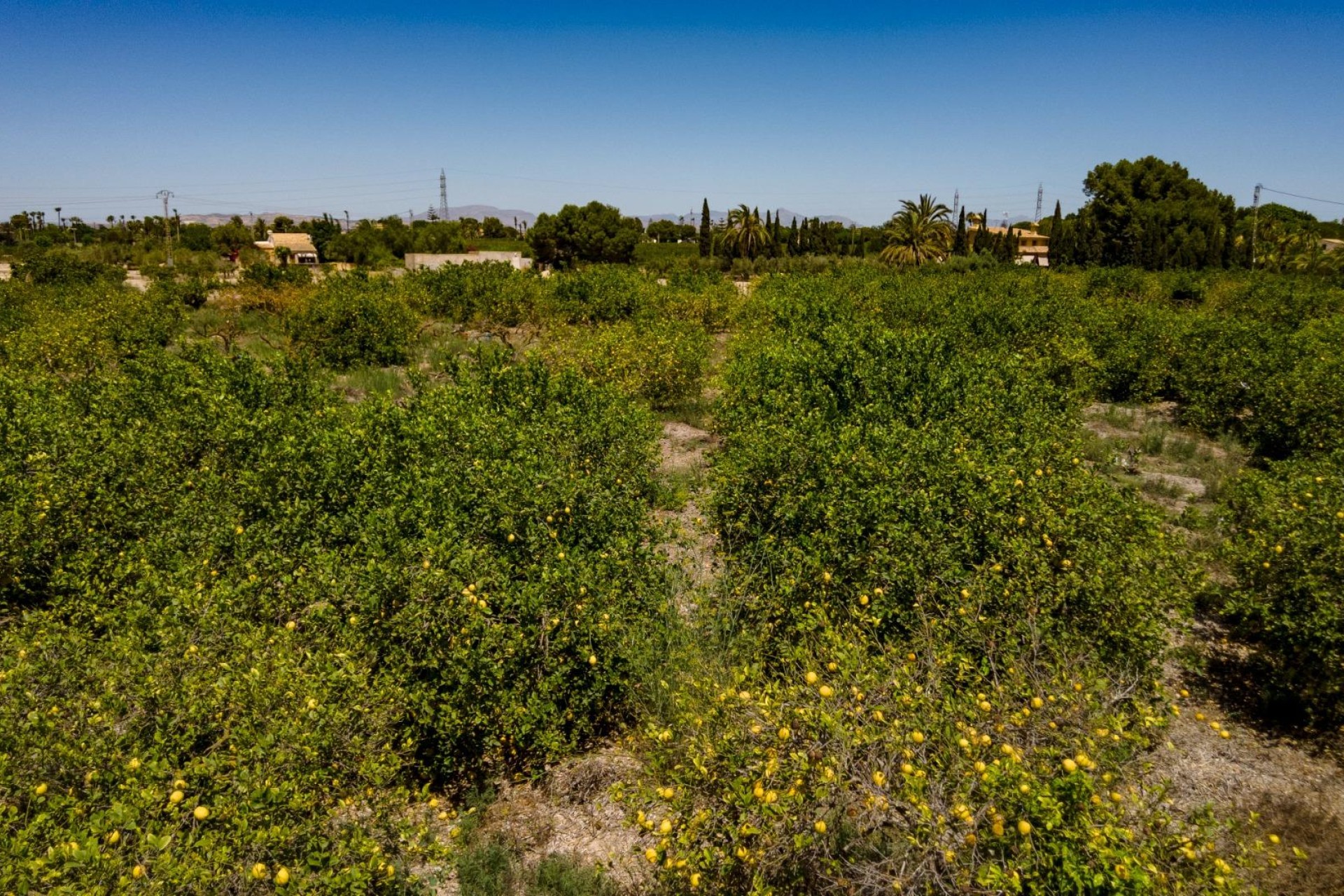 Reventa - Parcela / Terreno - Elche Pedanías - Las Bayas