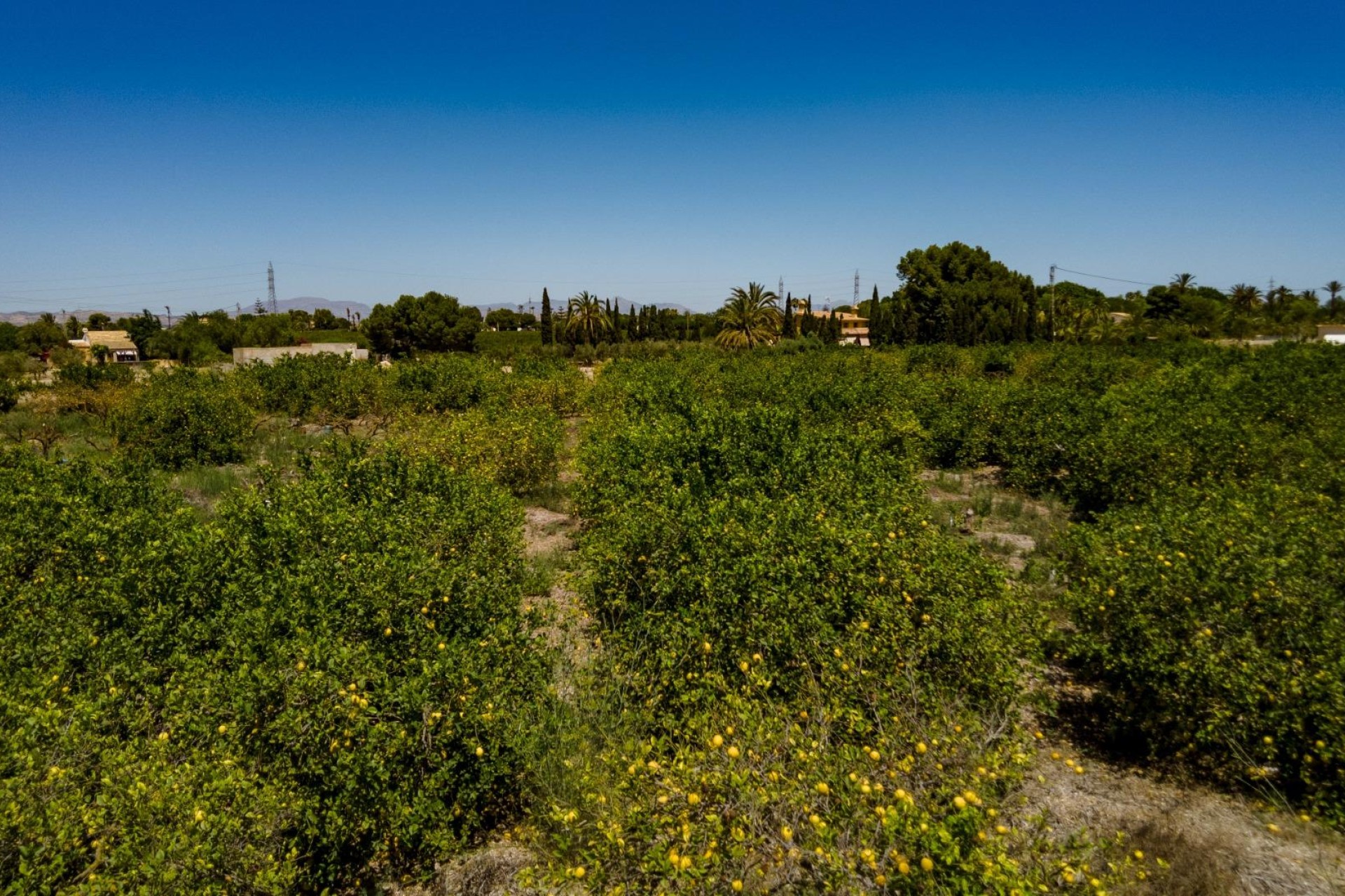 Reventa - Parcela / Terreno - Elche Pedanías - Las Bayas