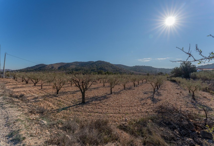 Reventa - Parcela / Terreno - Hondón de las Nieves - Comunidad valenciana