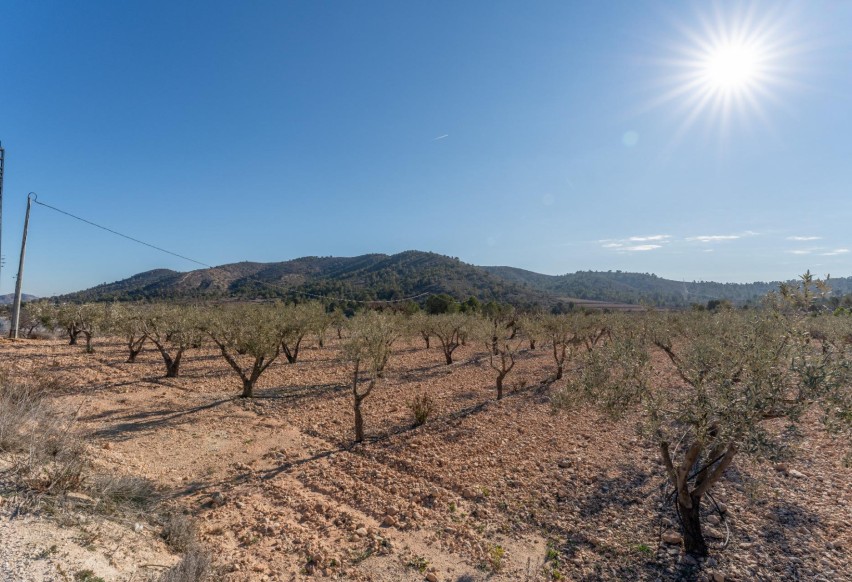 Reventa - Parcela / Terreno - Hondón de las Nieves - Comunidad valenciana