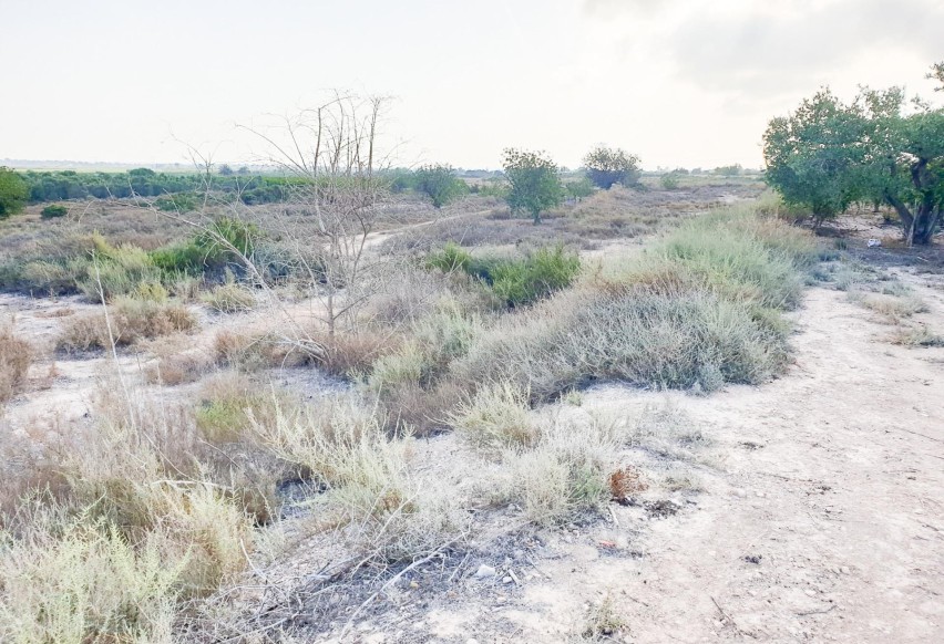 Reventa - Parcela / Terreno - La marina - Molar