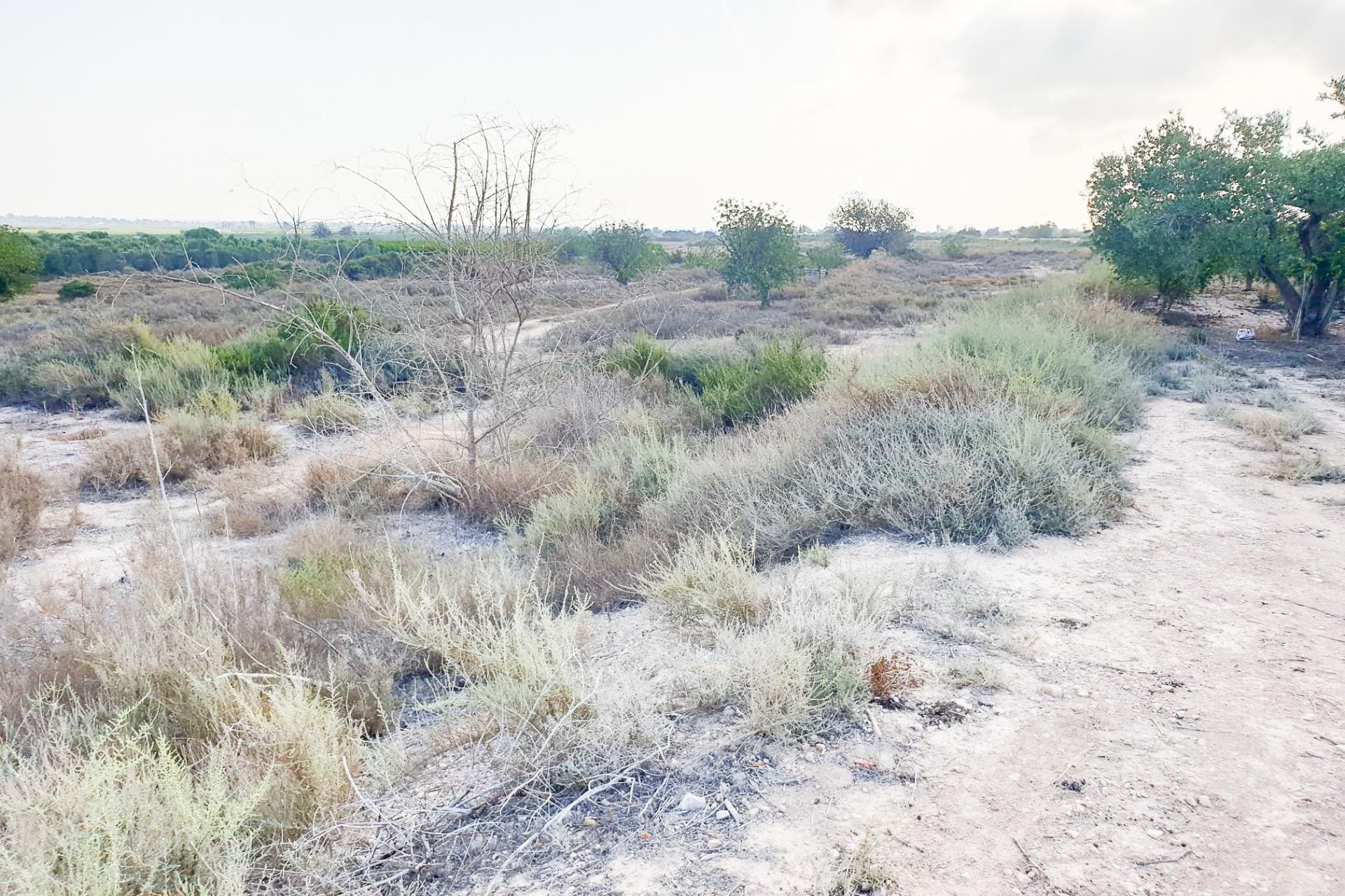 Reventa - Parcela / Terreno - La marina - Molar