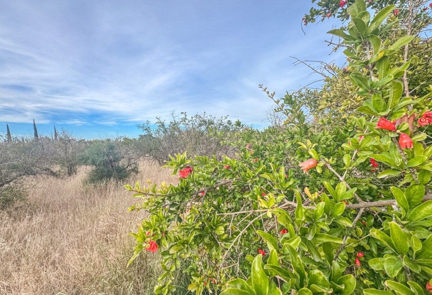 Reventa - Parcela / Terreno - Matola - Algoda-Matola-Llano de San José
