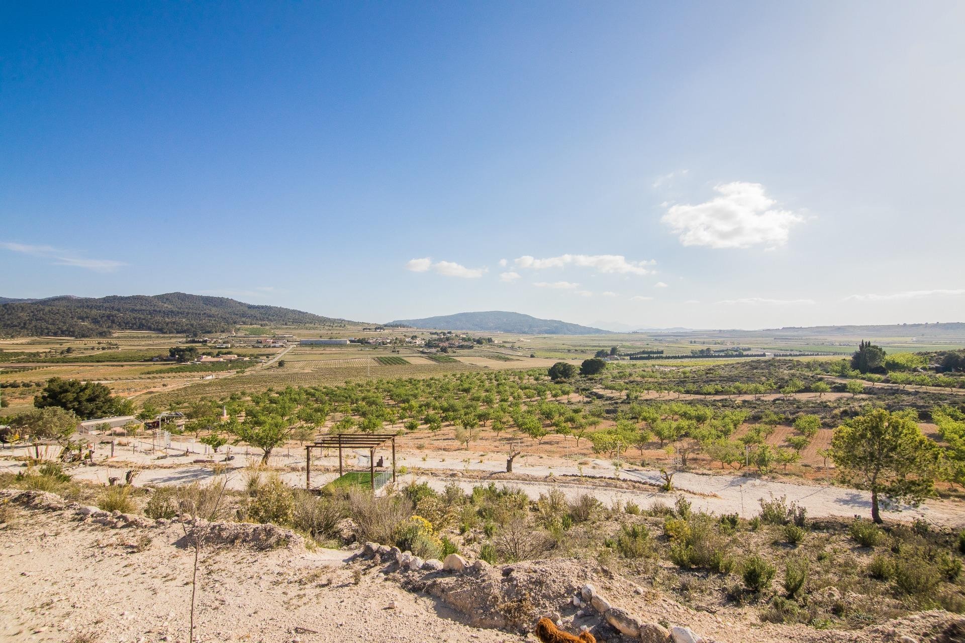 Reventa - Parcela / Terreno - Pinoso - CULEBRON
