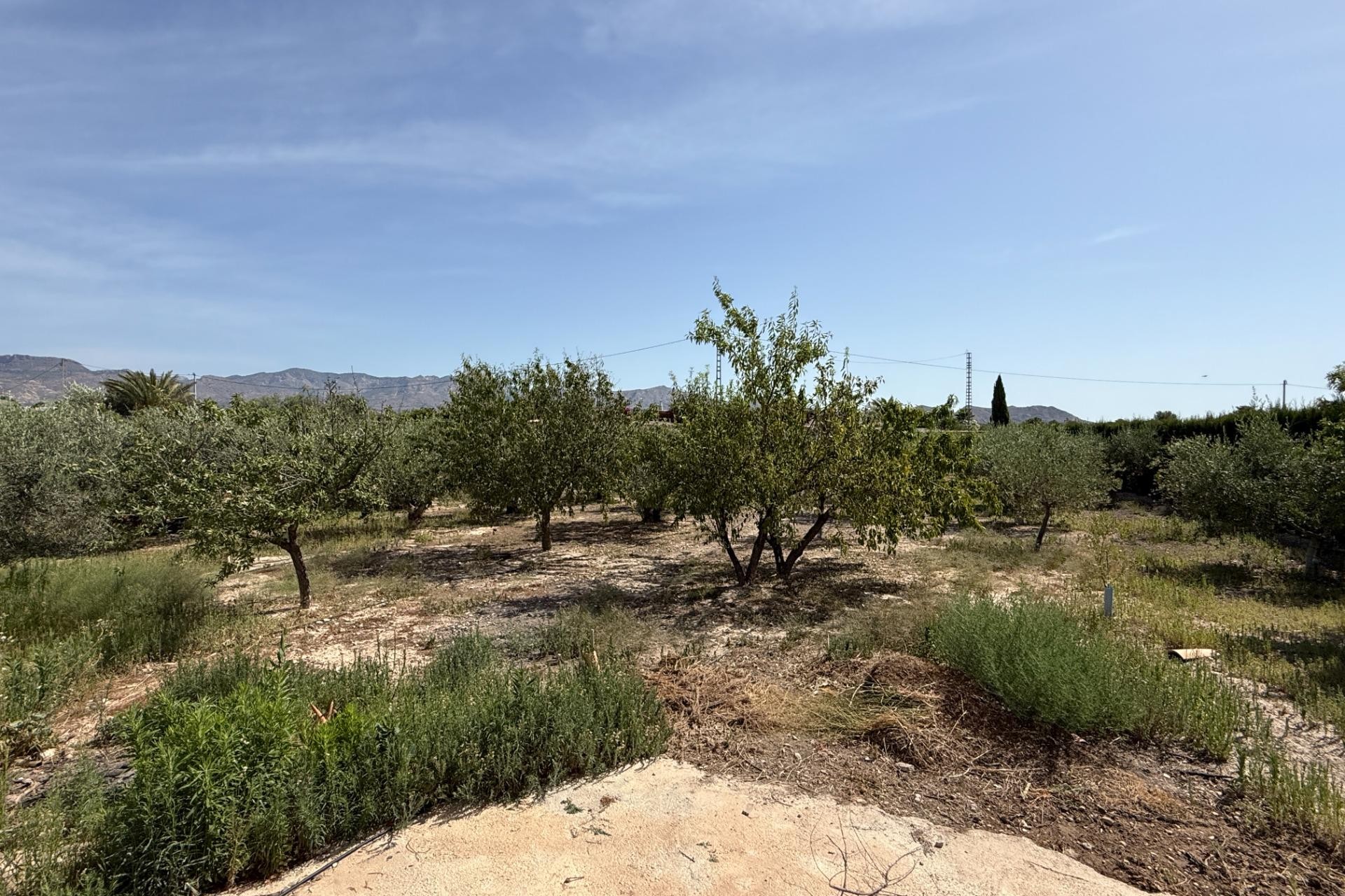 Reventa - Villa - Agost - campo