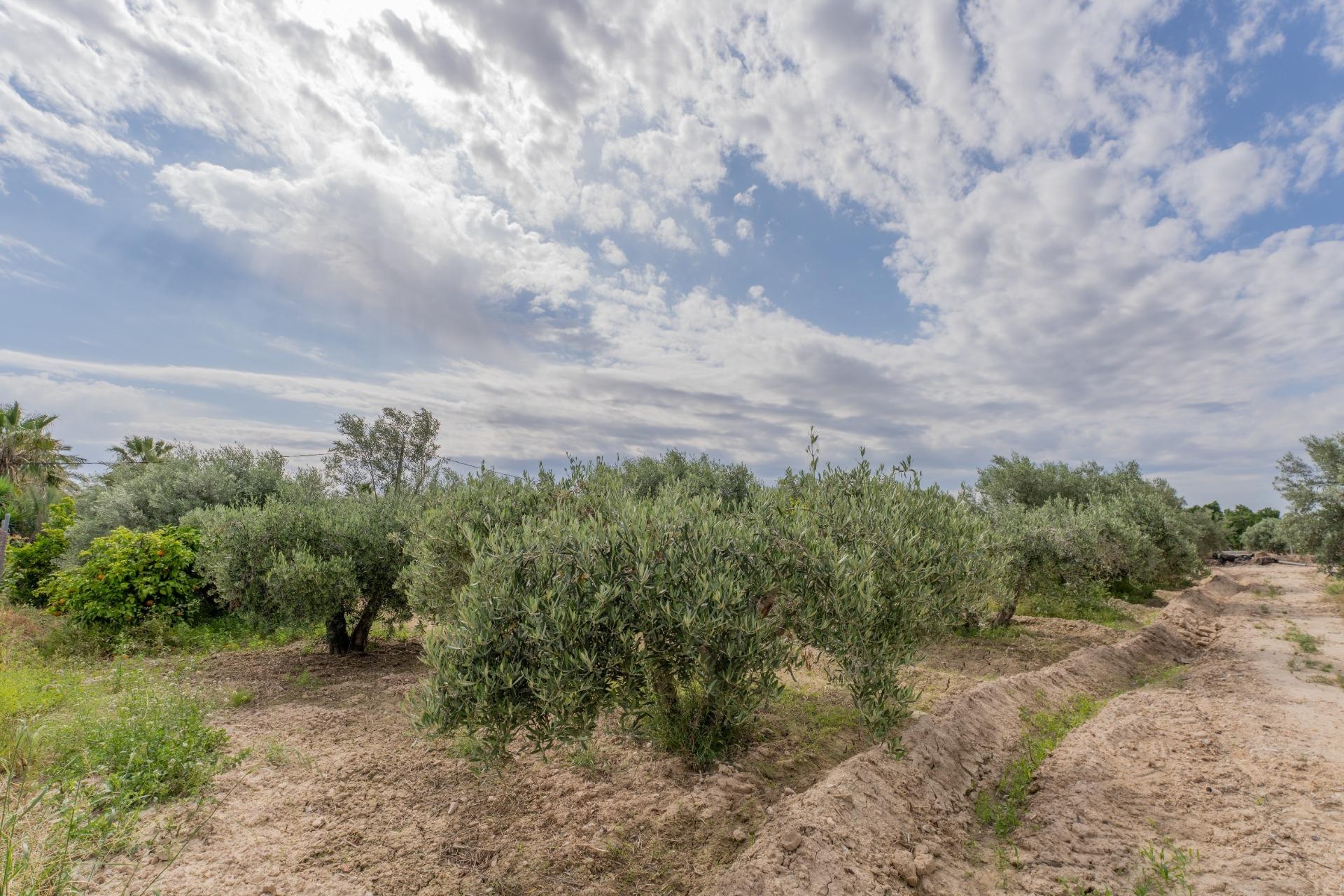 Reventa - Villa - Crevillent - DERRAMADOR