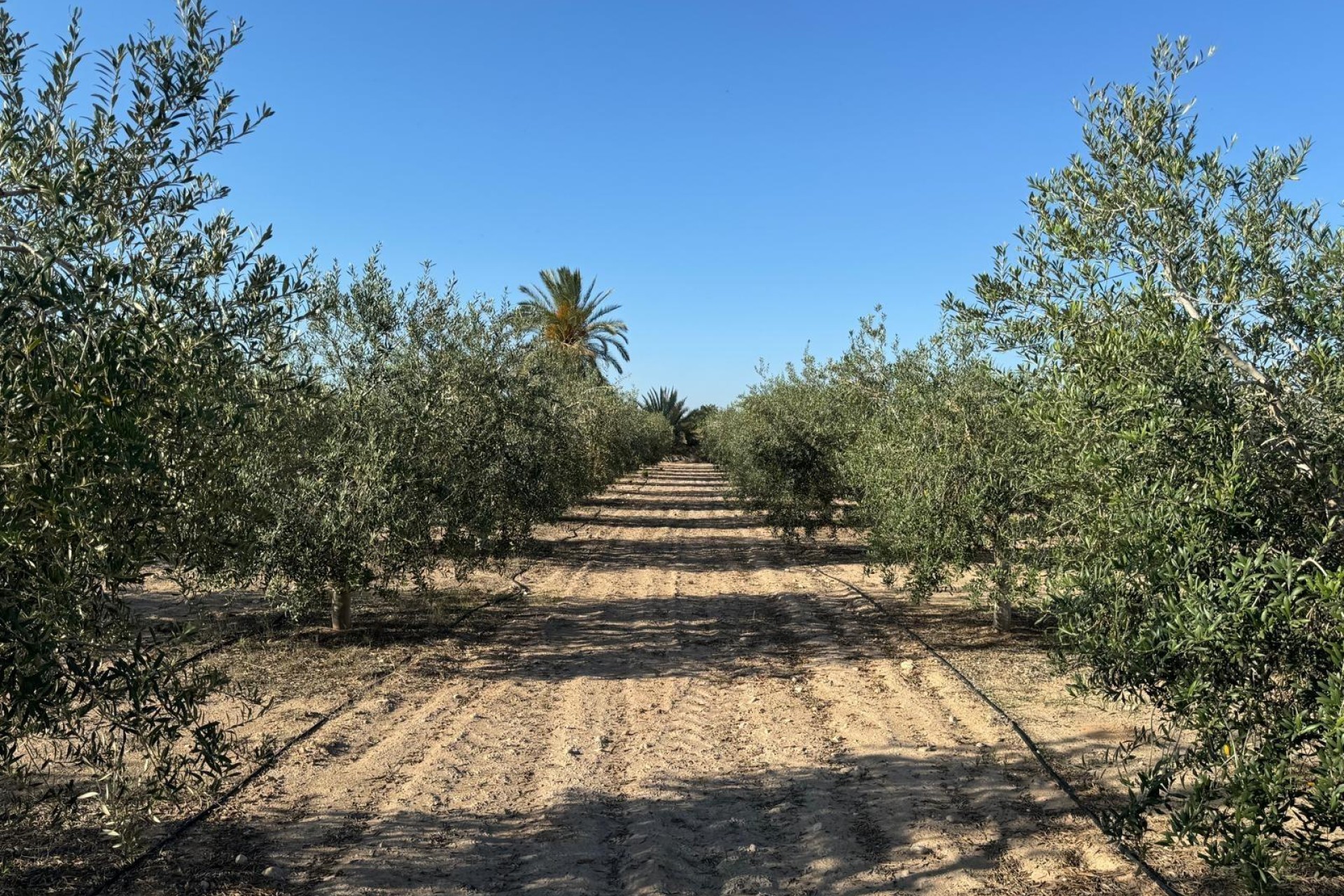 Reventa - Villa - Elche Pedanías - La Hoya-Daimes-El Derramador